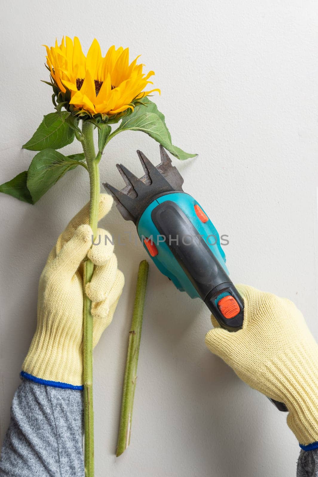 Gardening gloves and pruning shears for pruning sunflowers.