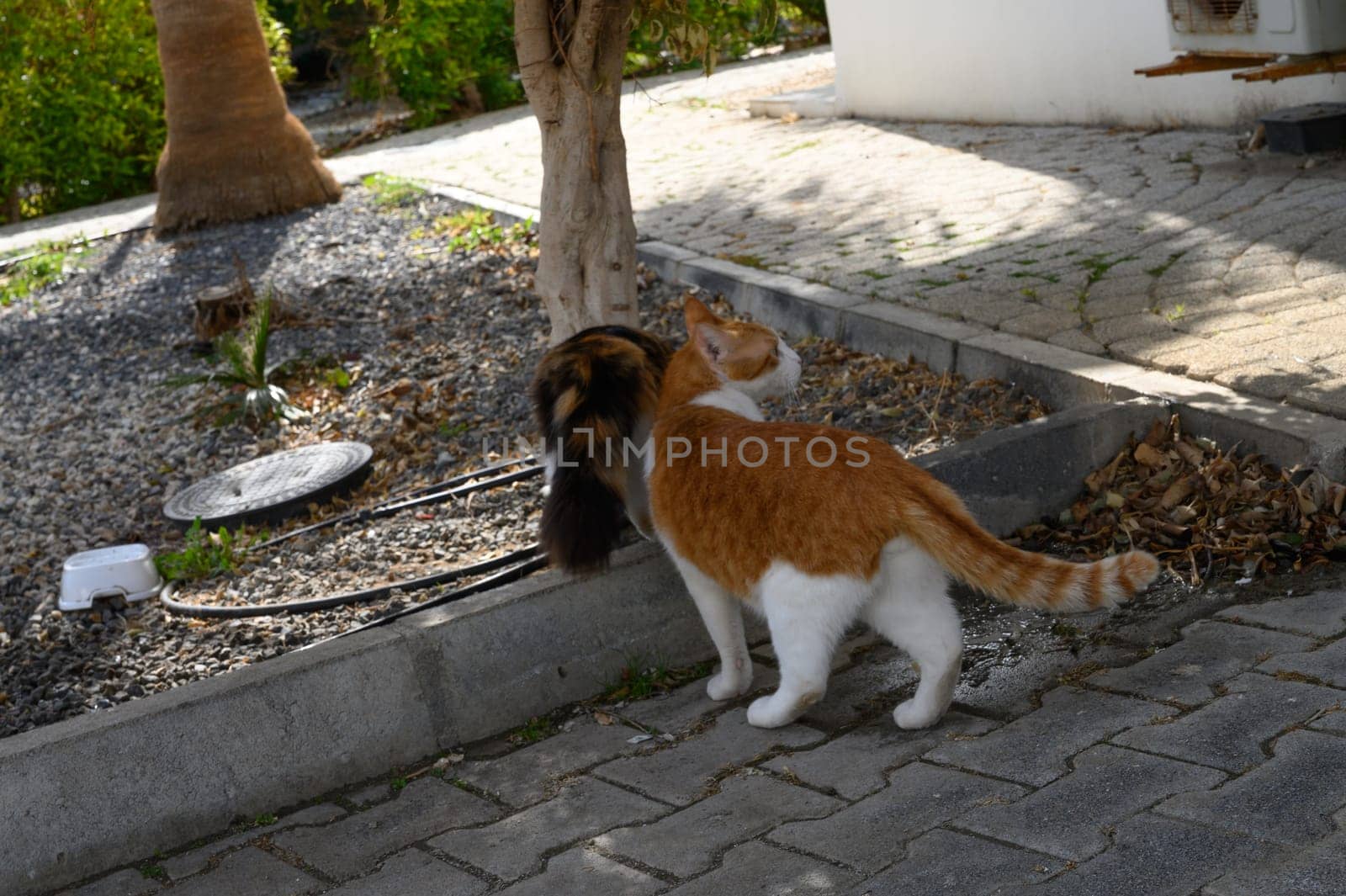 Two curious cats wander through a bright garden, investigating their surroundings under the warm sunlight.