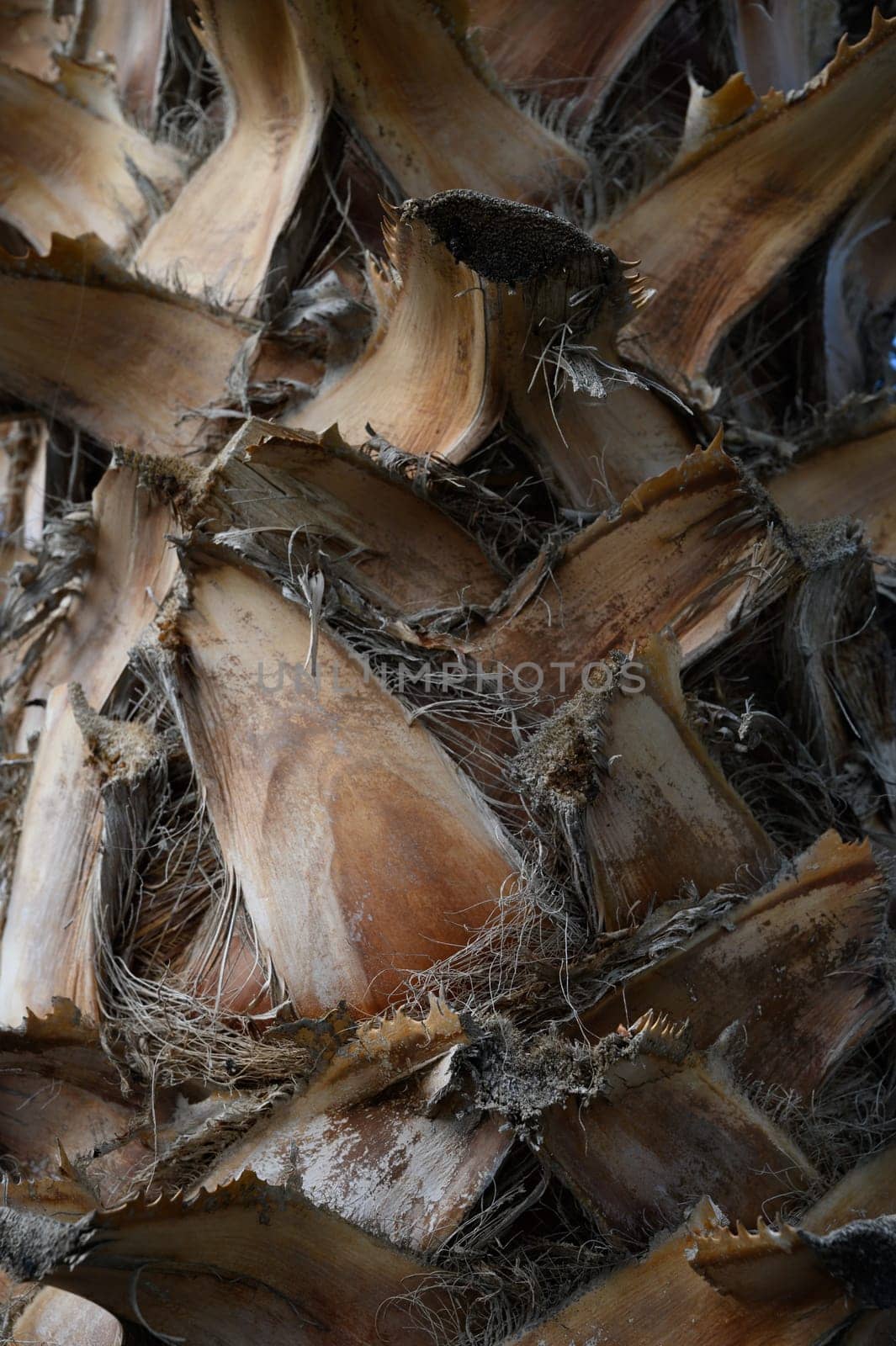 Detailed view revealing the complex layers and textures of a palm tree's bark, highlighting its organic patterns.