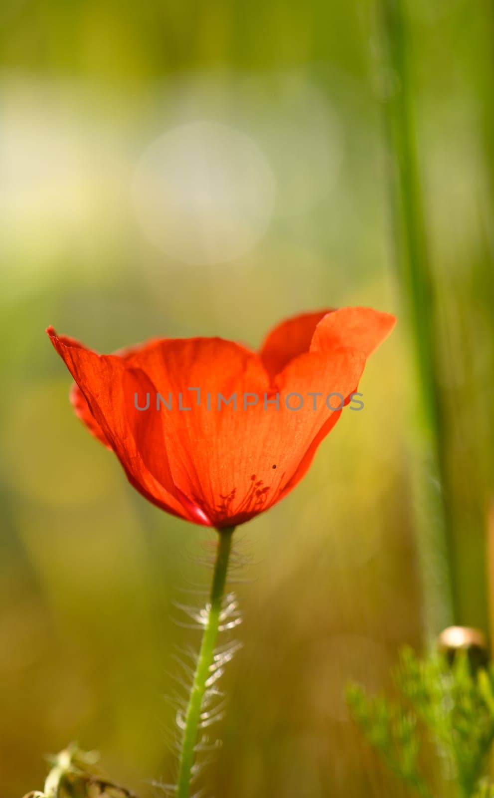 A single bright red poppy flourishes amidst green grasses, illuminated by soft golden sunlight, evoking tranquility.