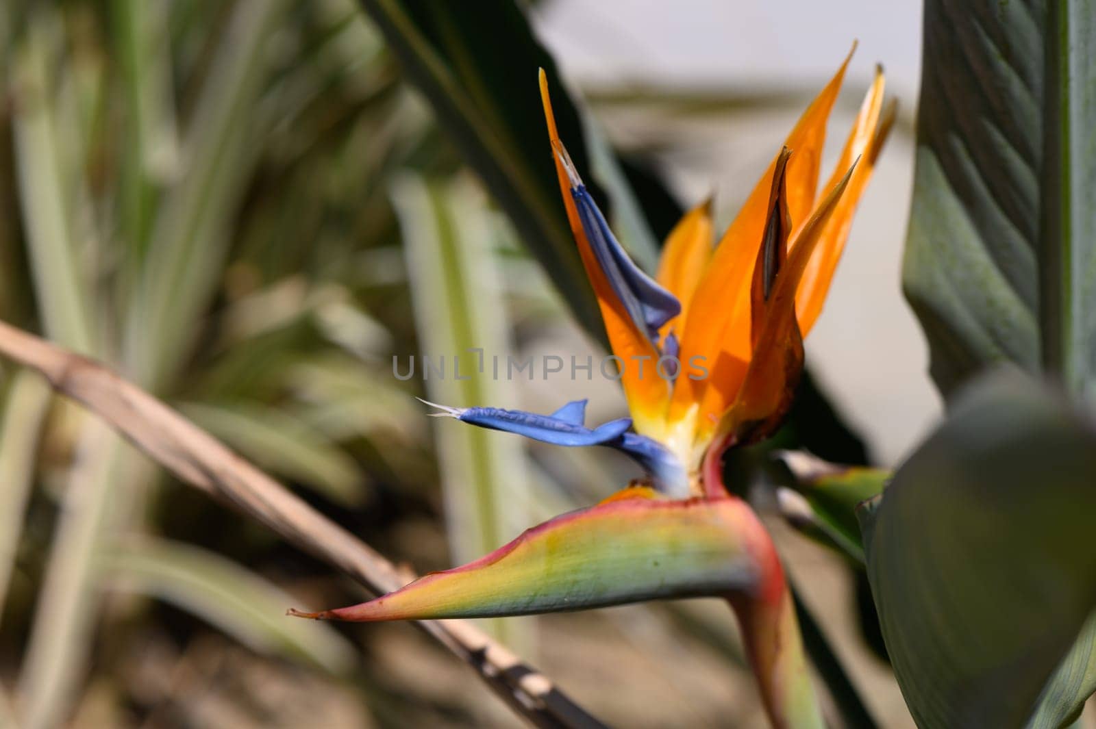 A vibrant bird of paradise flower blooms among lush green leaves, displaying orange and blue in bright sunlight.