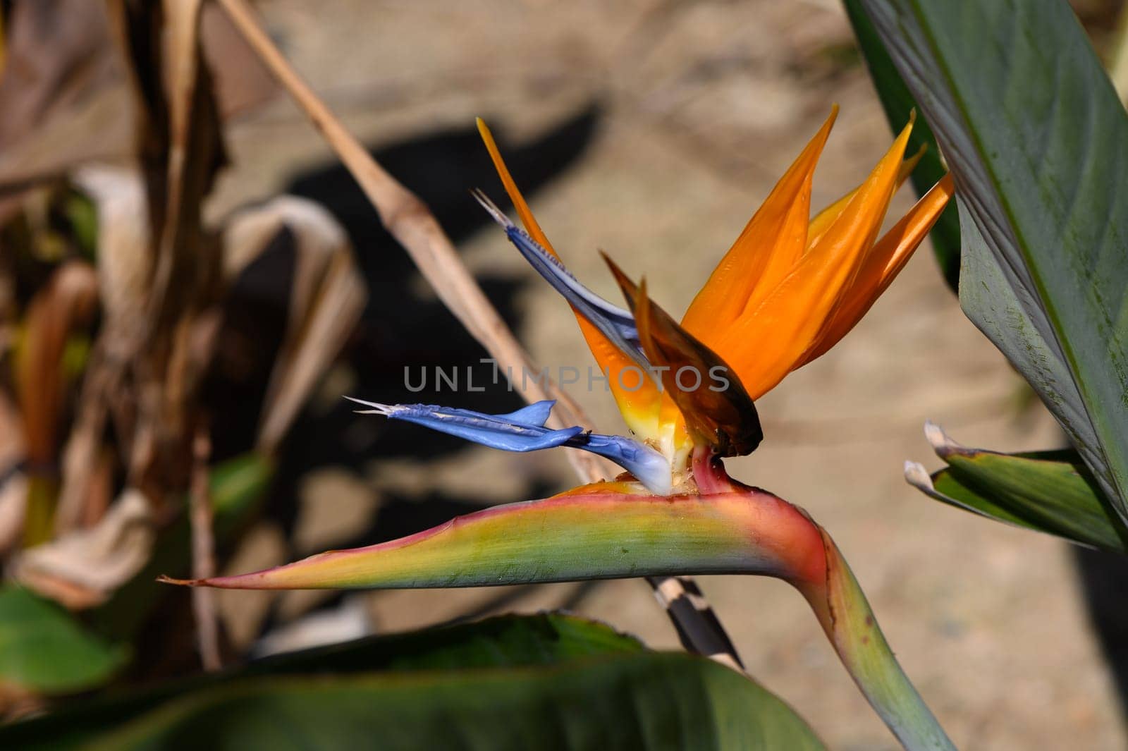 Bright orange and blue tropical flower stands out among greenery, showcasing nature's artistry in a sunny garden.
