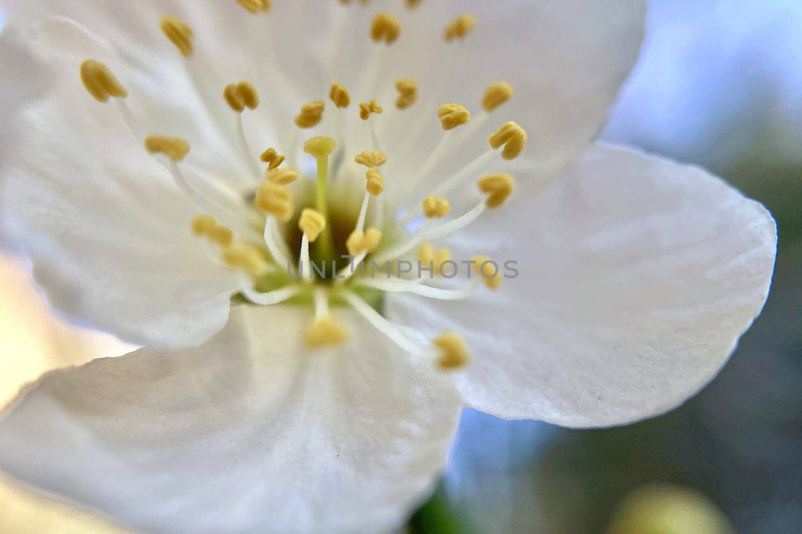 Spring Blossom Macro Photography.A detailed close-up photograph of a delicate white spring flower in full bloom, highlighting its intricate petals and stamens. The image showcases the natural beauty of spring against a soft, blurred background, perfect for celebrating the vibrant colors and textures of the season.