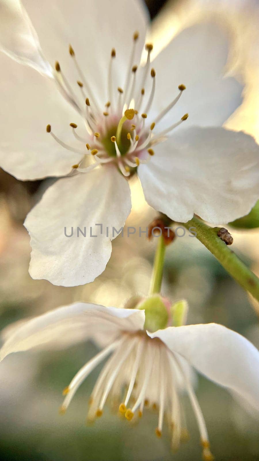 Spring Blossom Macro Photography.A detailed close-up photograph of a delicate white spring flower in full bloom, highlighting its intricate petals and stamens. The image showcases the natural beauty of spring against a soft, blurred background, perfect for celebrating the vibrant colors and textures of the season.