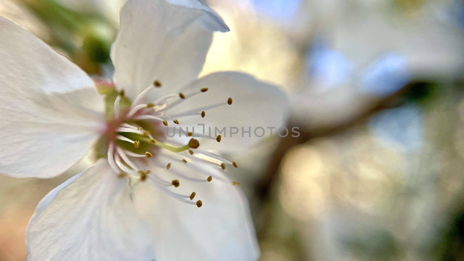 Spring Blossom Macro Photography.A detailed close-up photograph of a delicate white spring flower in full bloom, highlighting its intricate petals and stamens. The image showcases the natural beauty of spring against a soft, blurred background, perfect for celebrating the vibrant colors and textures of the season.