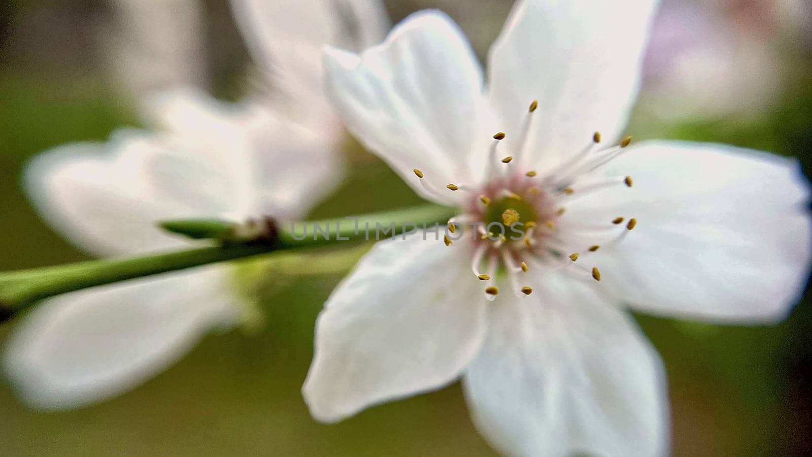 Spring Blossom Macro Photography.A detailed close-up photograph of a delicate white spring flower in full bloom, highlighting its intricate petals and stamens. The image showcases the natural beauty of spring against a soft, blurred background, perfect for celebrating the vibrant colors and textures of the season.