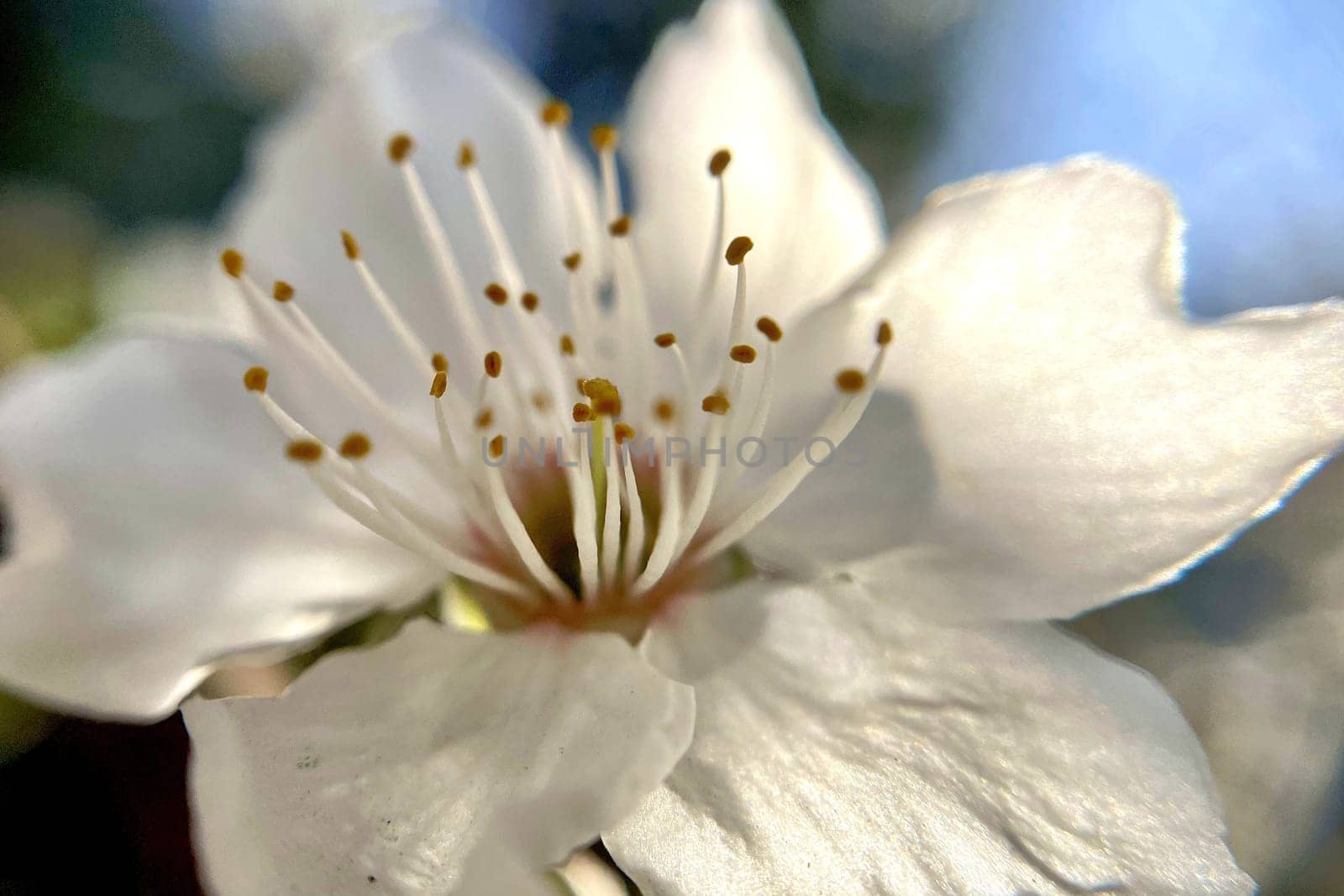 Spring Blossom Macro Photography.A detailed close-up photograph of a delicate white spring flower in full bloom, highlighting its intricate petals and stamens. The image showcases the natural beauty of spring against a soft, blurred background, perfect for celebrating the vibrant colors and textures of the season.