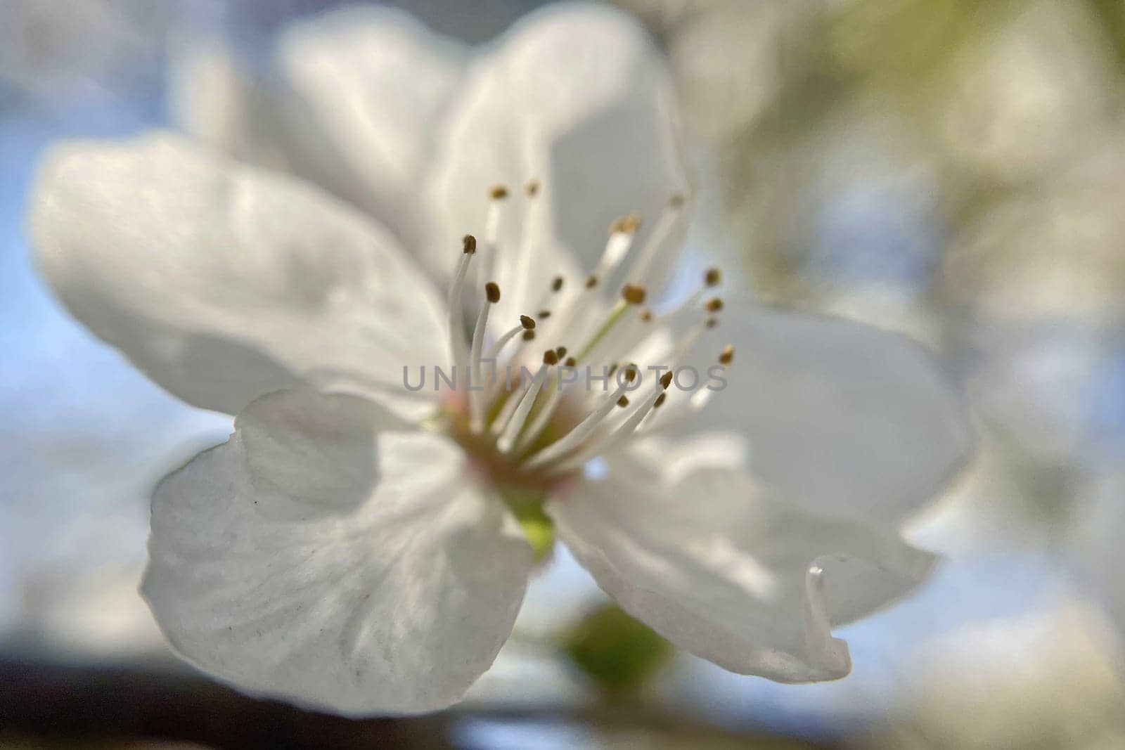 Spring Blossom Macro Photography.A detailed close-up photograph of a delicate white spring flower in full bloom, highlighting its intricate petals and stamens. The image showcases the natural beauty of spring against a soft, blurred background, perfect for celebrating the vibrant colors and textures of the season.