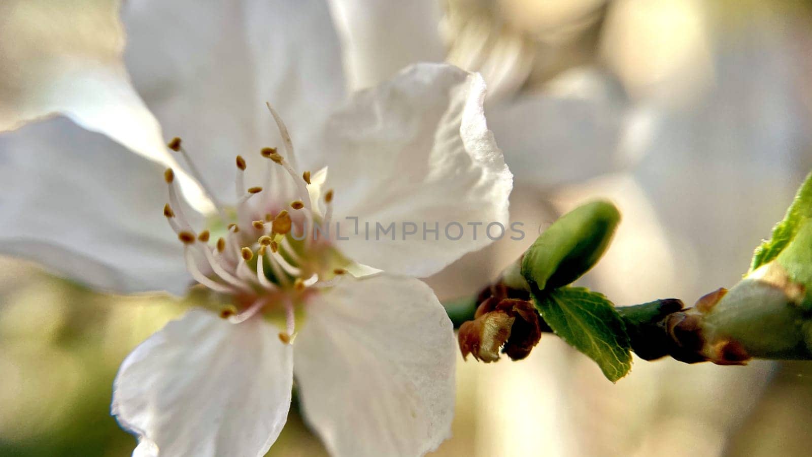 Spring Blossom Macro Photography.A detailed close-up photograph of a delicate white spring flower in full bloom, highlighting its intricate petals and stamens. The image showcases the natural beauty of spring against a soft, blurred background, perfect for celebrating the vibrant colors and textures of the season.