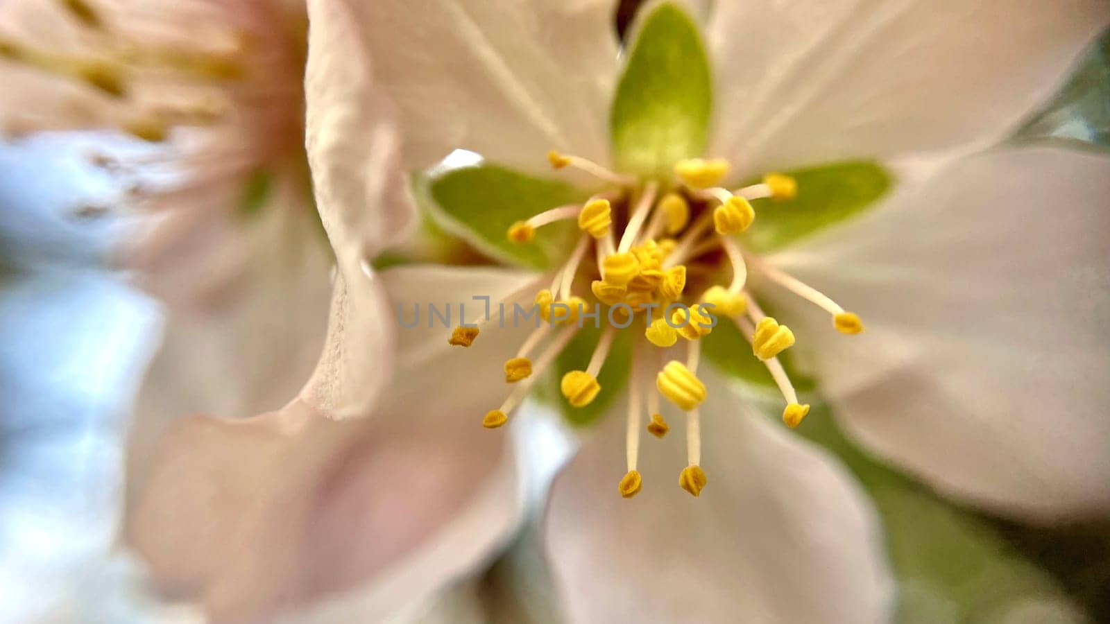 Spring Blossom Macro Photography.A detailed close-up photograph of a delicate white spring flower in full bloom, highlighting its intricate petals and stamens. The image showcases the natural beauty of spring against a soft, blurred background, perfect for celebrating the vibrant colors and textures of the season.