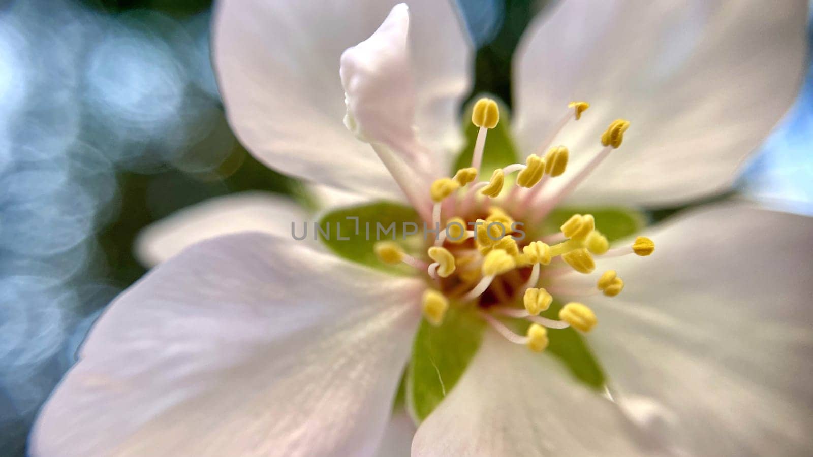 Spring Blossom Macro Photography.A detailed close-up photograph of a delicate white spring flower in full bloom, highlighting its intricate petals and stamens. The image showcases the natural beauty of spring against a soft, blurred background, perfect for celebrating the vibrant colors and textures of the season.