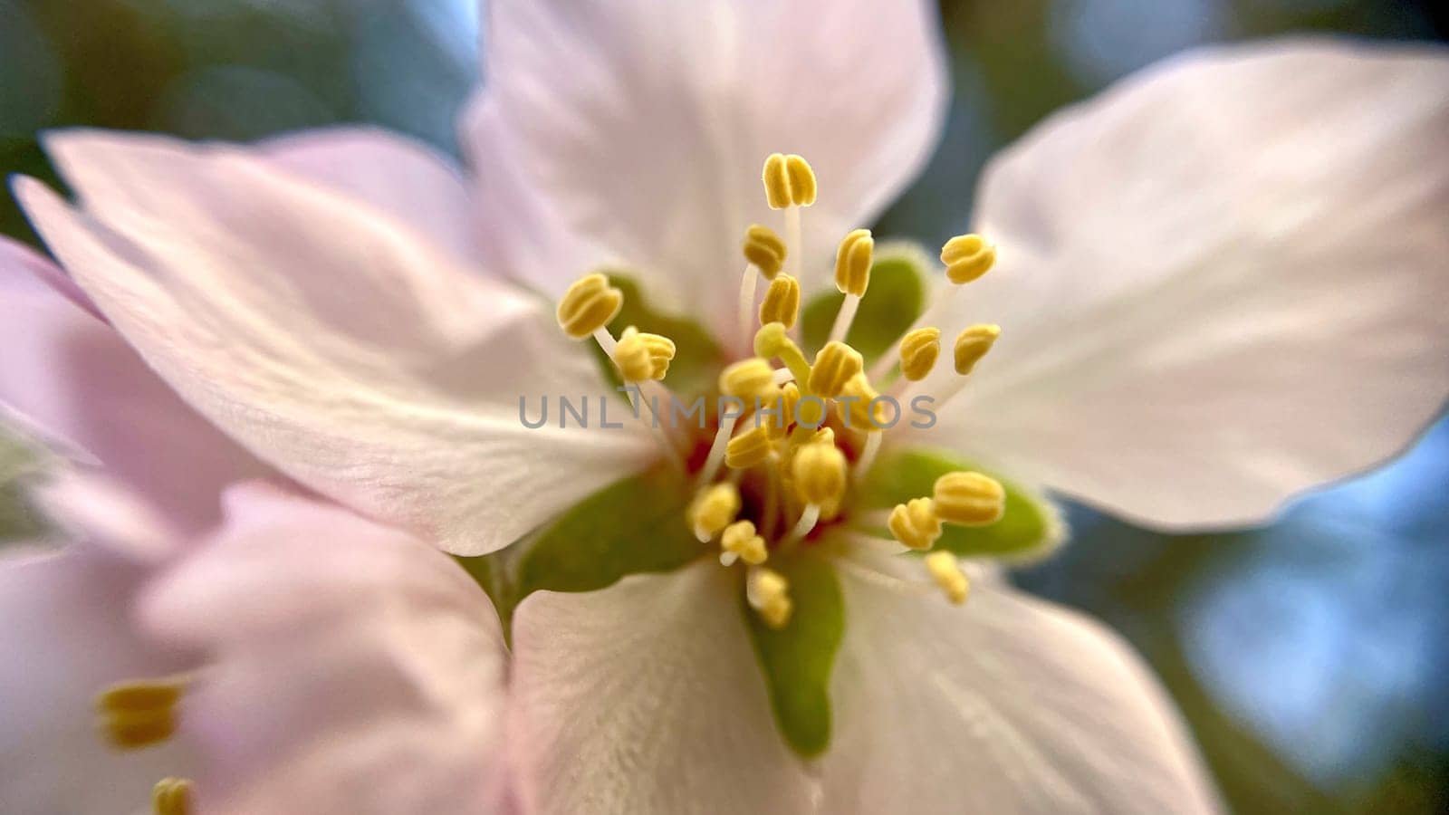 Spring Blossom Macro Photography.A detailed close-up photograph of a delicate white spring flower in full bloom, highlighting its intricate petals and stamens. The image showcases the natural beauty of spring against a soft, blurred background, perfect for celebrating the vibrant colors and textures of the season.