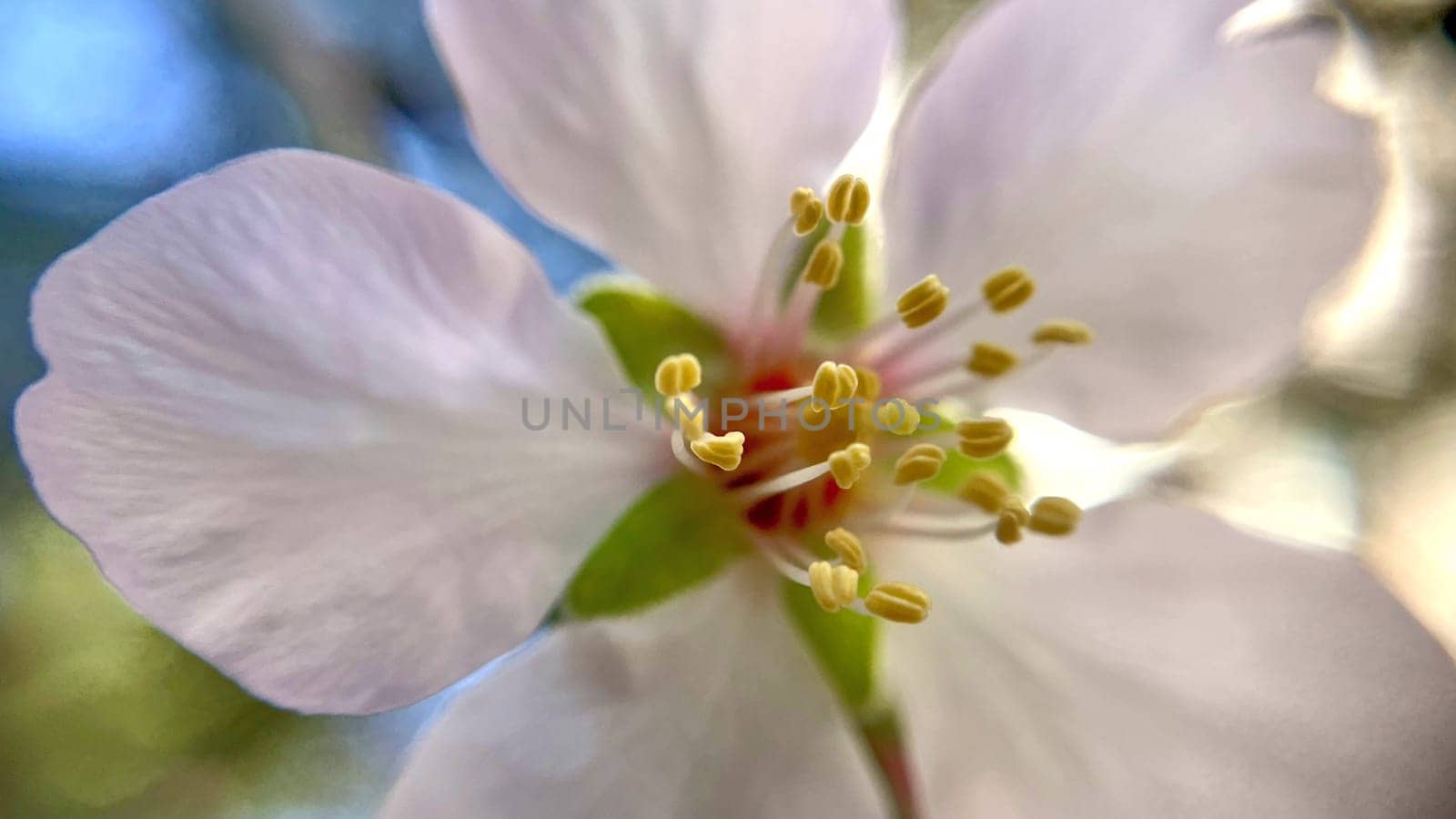 Spring Blossom Macro Photography.A detailed close-up photograph of a delicate white spring flower in full bloom, highlighting its intricate petals and stamens. The image showcases the natural beauty of spring against a soft, blurred background, perfect for celebrating the vibrant colors and textures of the season.