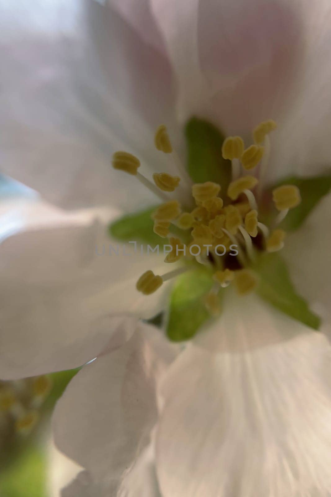 Spring Blossom Macro Photography.A detailed close-up photograph of a delicate white spring flower in full bloom, highlighting its intricate petals and stamens. The image showcases the natural beauty of spring against a soft, blurred background, perfect for celebrating the vibrant colors and textures of the season.