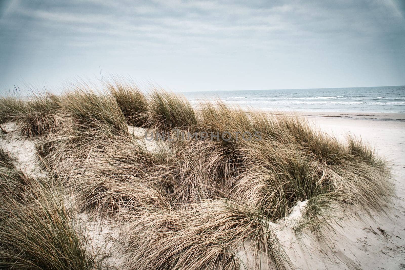 View over the dunes on the island of Usedom to the Baltic Sea. Dune grass and white sand. Nature photo