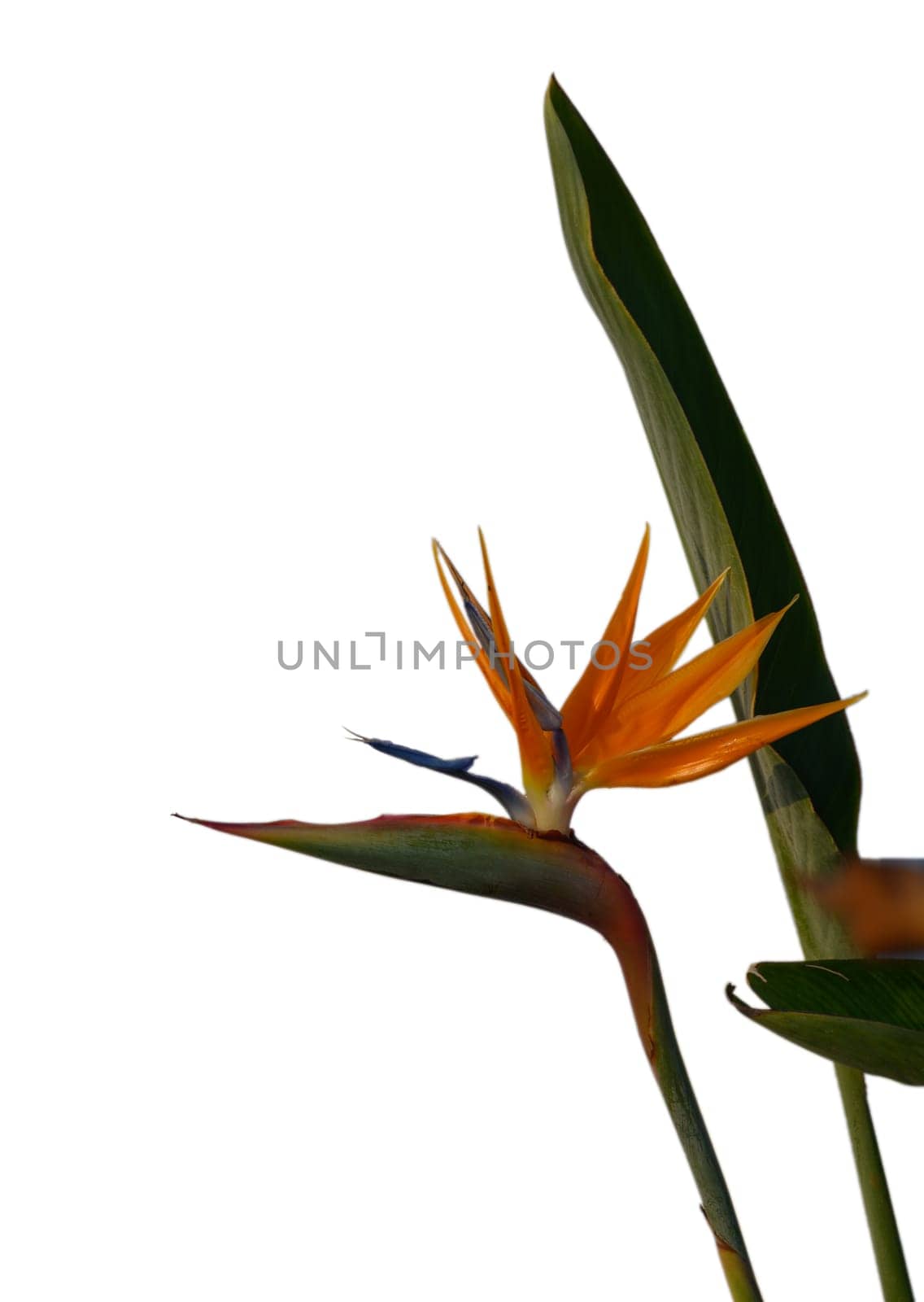 A stunning orange flower with exotic petals captures attention in bright sunlight, creating a striking visual statement.
