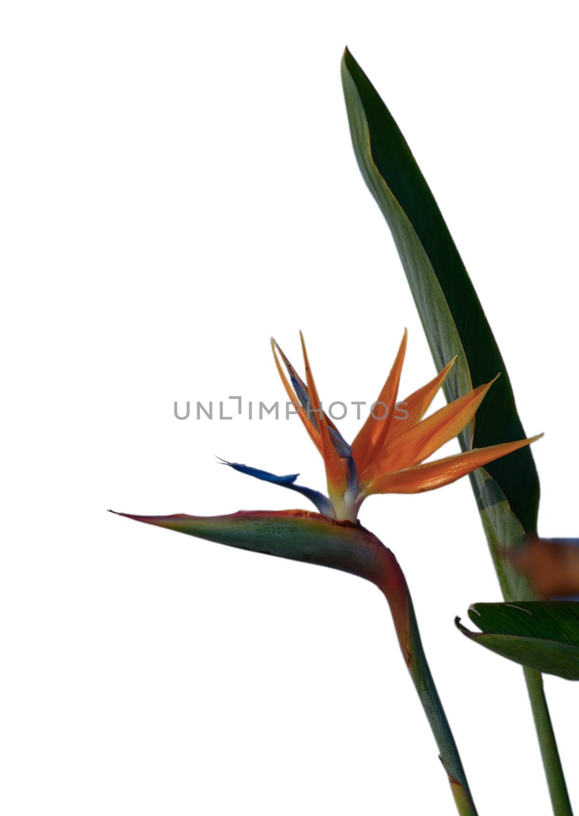 A stunning bird of paradise flower showcases its bright orange and blue hues, symbolizing tropical beauty and joy.