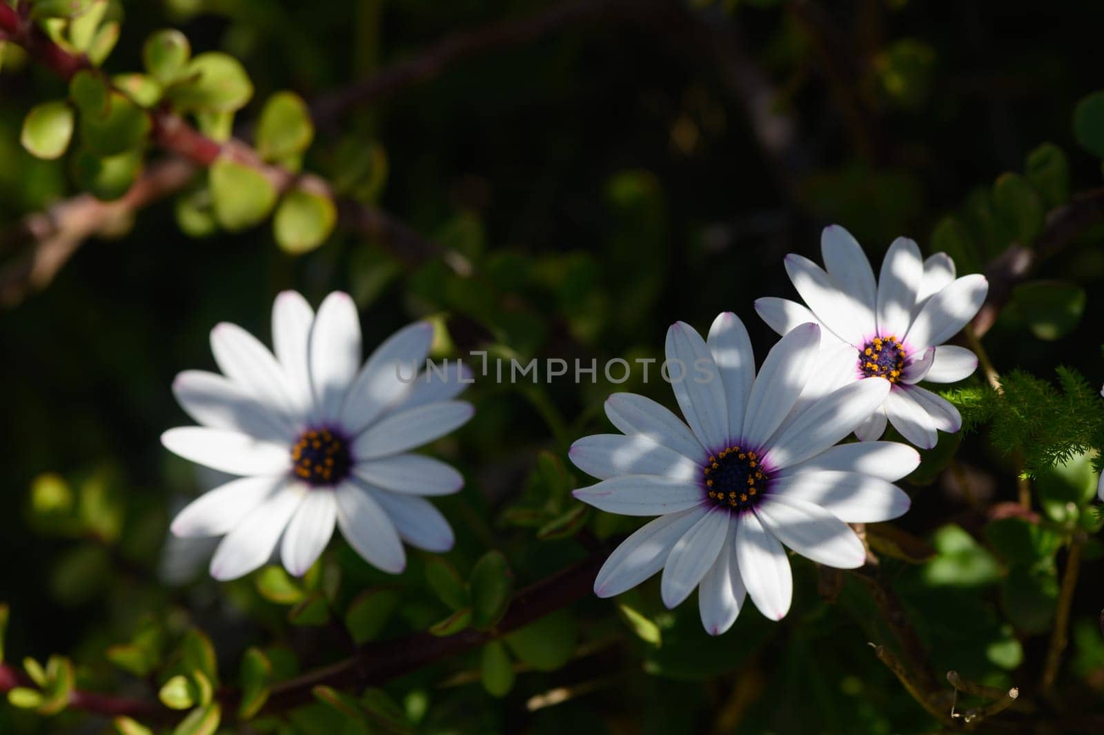 Three charming white flowers showcase their beauty under soft sunlight, surrounded by lush greenery.