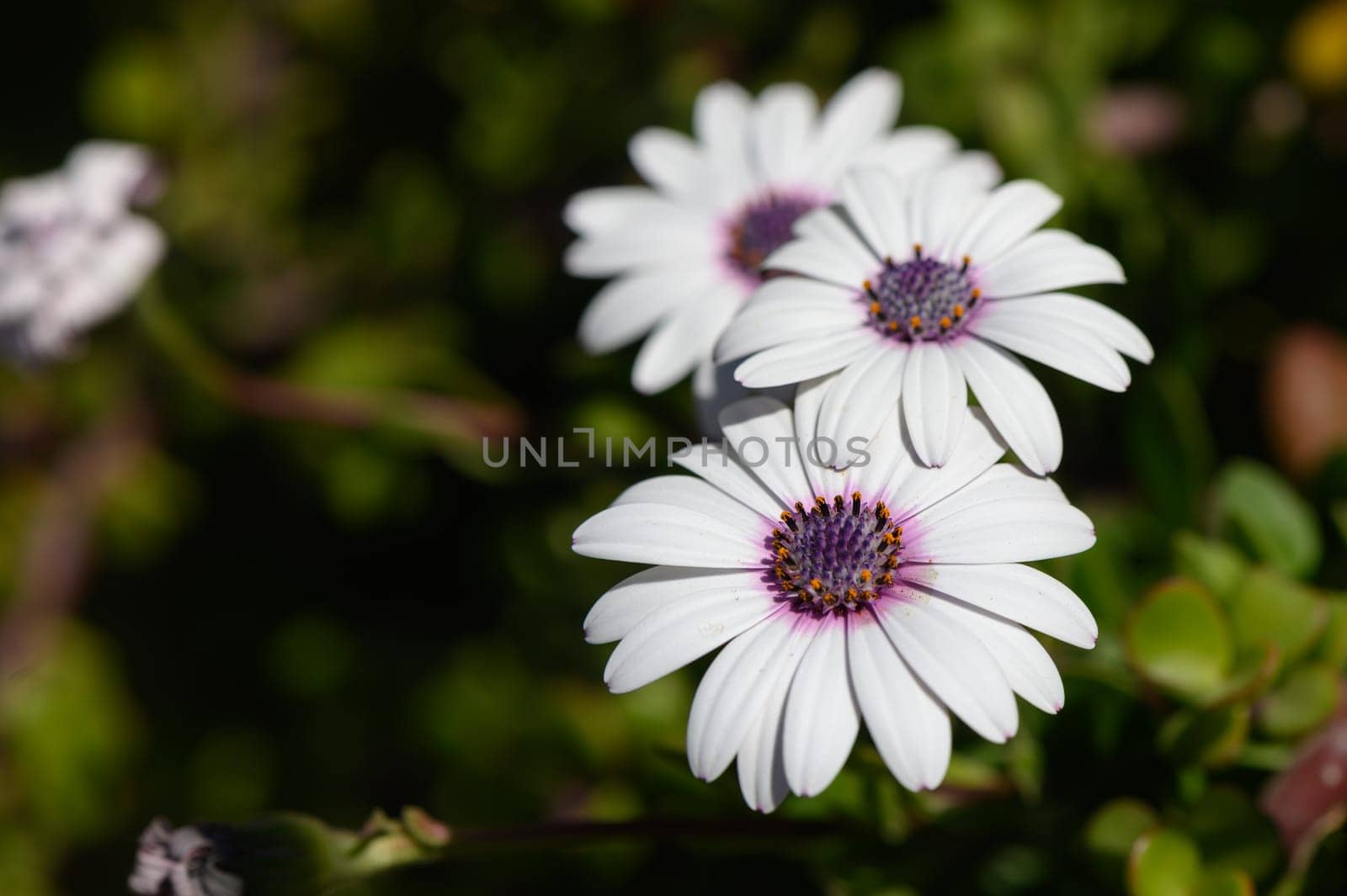Three delicate daisies showcase their beauty in a lush garden, basking under the golden sunlight.