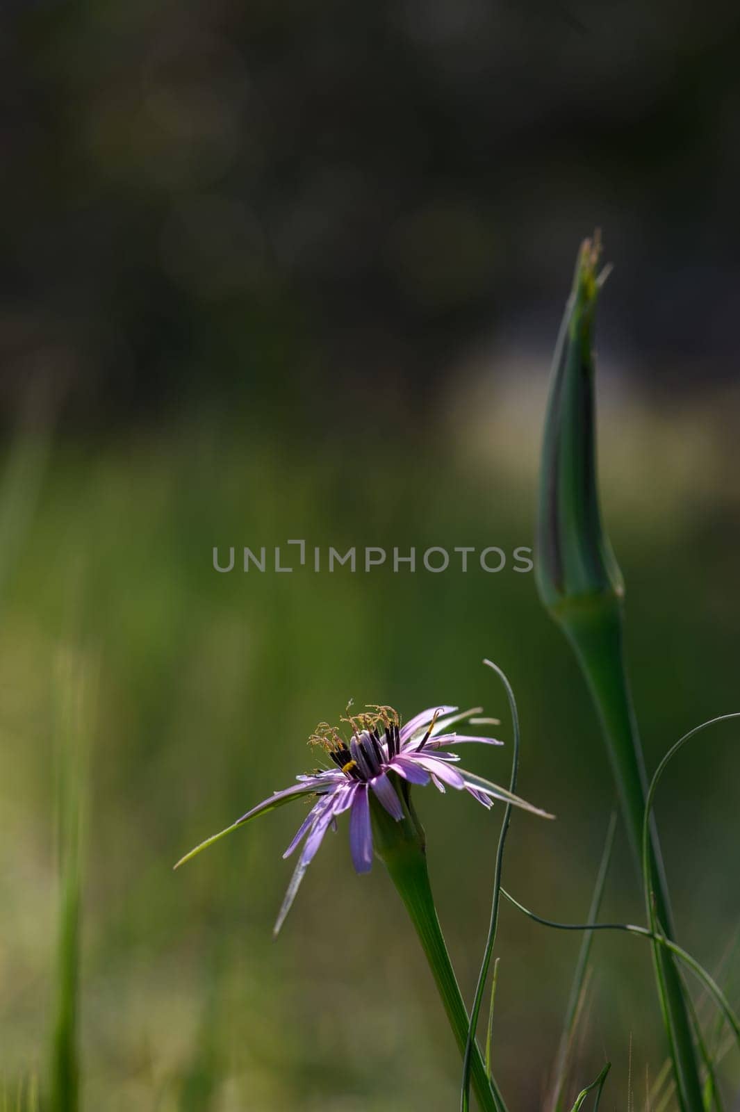 Delicate purple wildflower stands alone amidst lush green grass, illuminated by soft evening light in springtime.