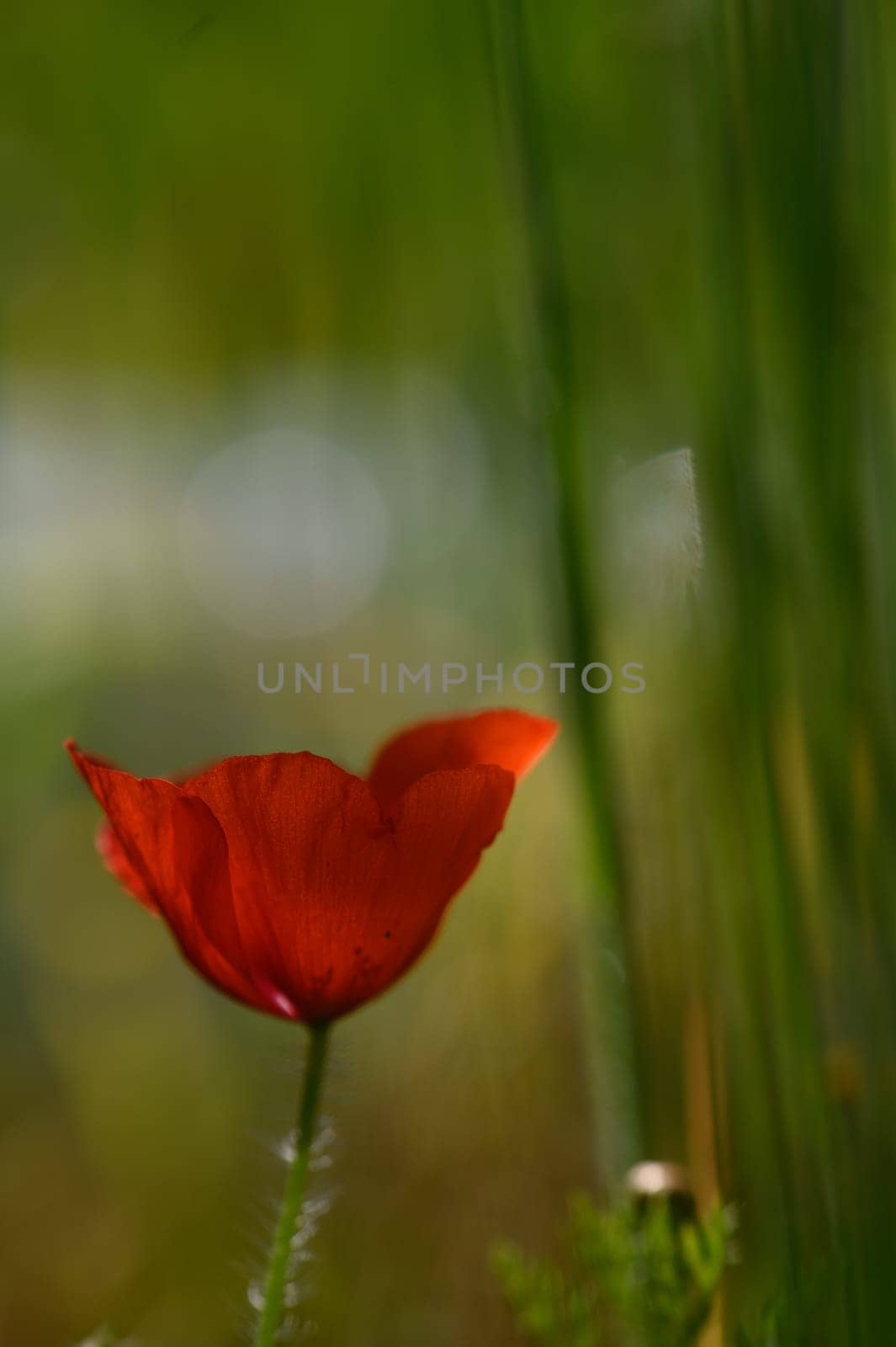 A vibrant red poppy blooms against a backdrop of soft green grass, basking in warm sunlight during a sunny day.