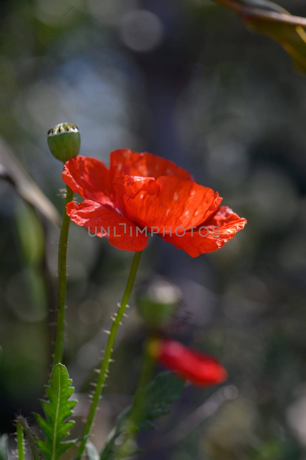 Bright orange and red poppy flowers stand tall, their delicate petals catching the sunlight in a tranquil garden.