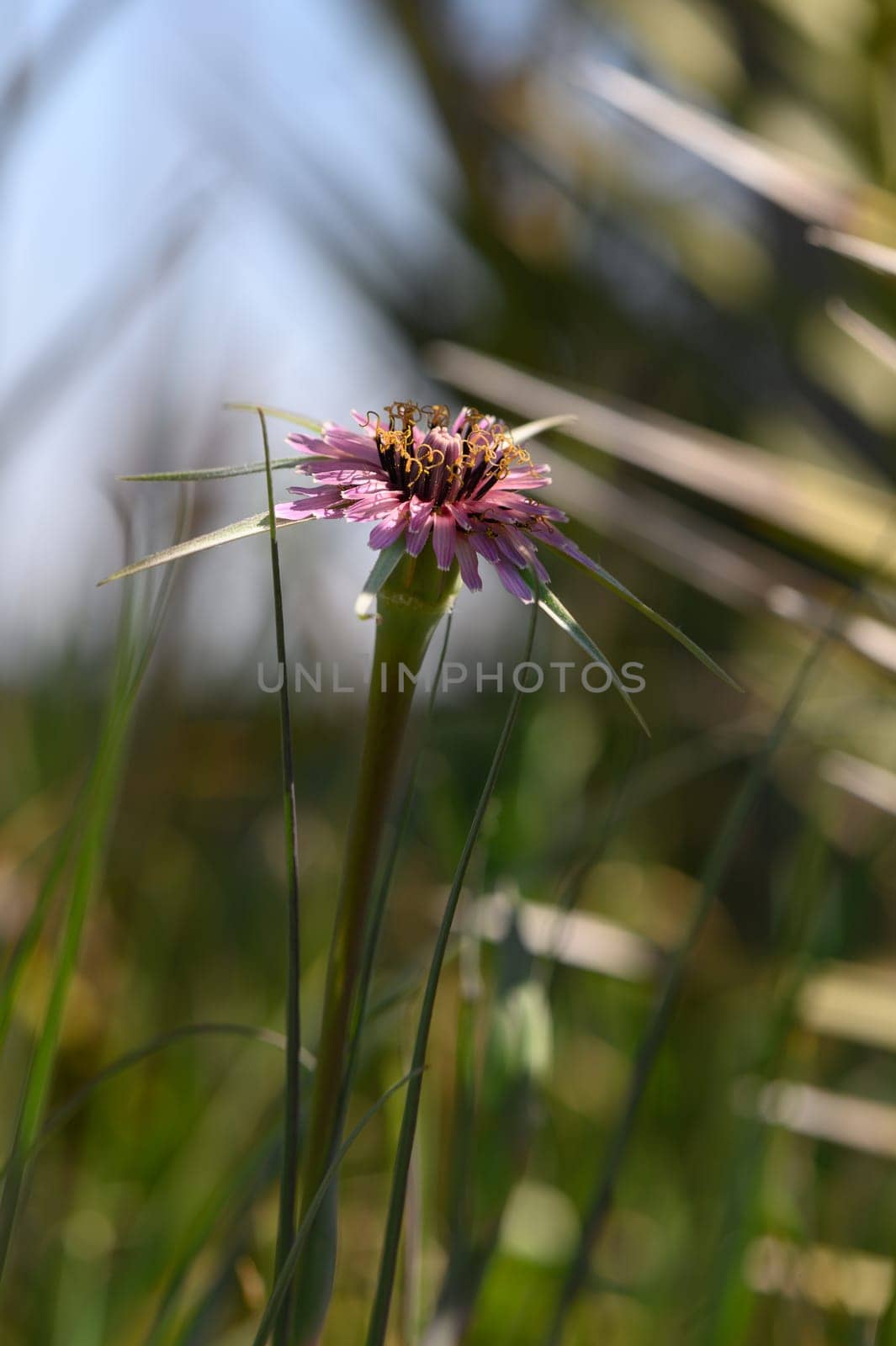 Wildflower showcases its beautiful pink petals under the sunlight, surrounded by lush green grass in a serene meadow.