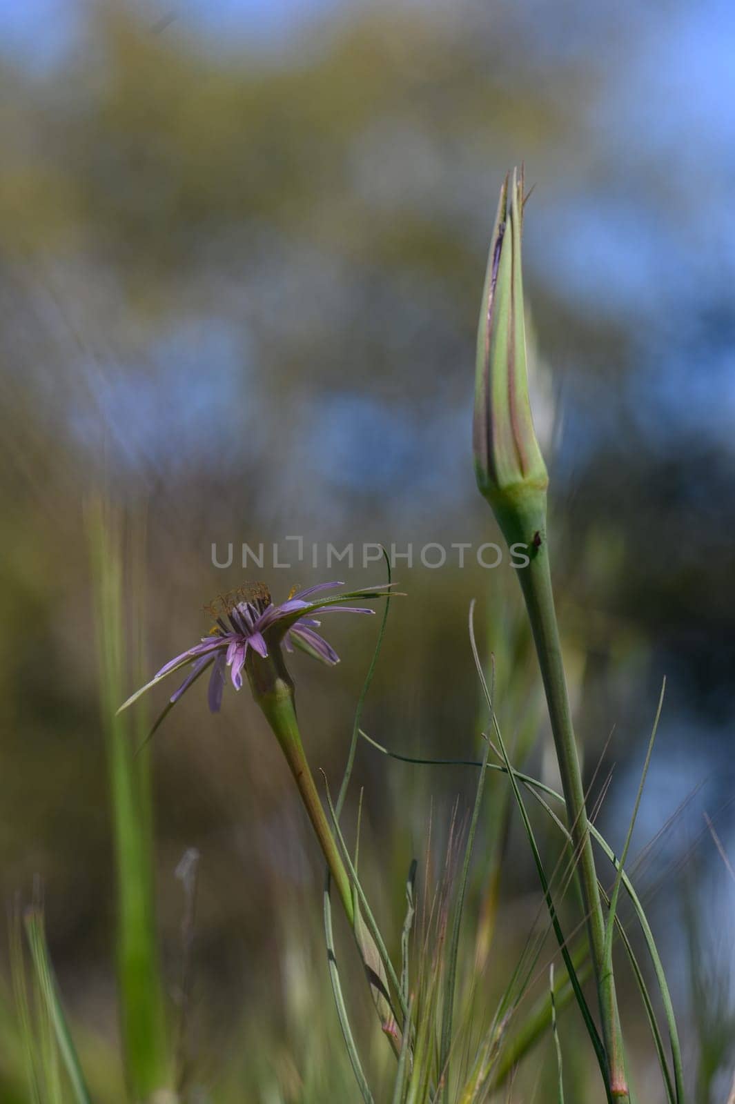 Vibrant wildflowers stand tall, capturing the essence of spring as sunlight bathes the meadow in warmth and beauty.