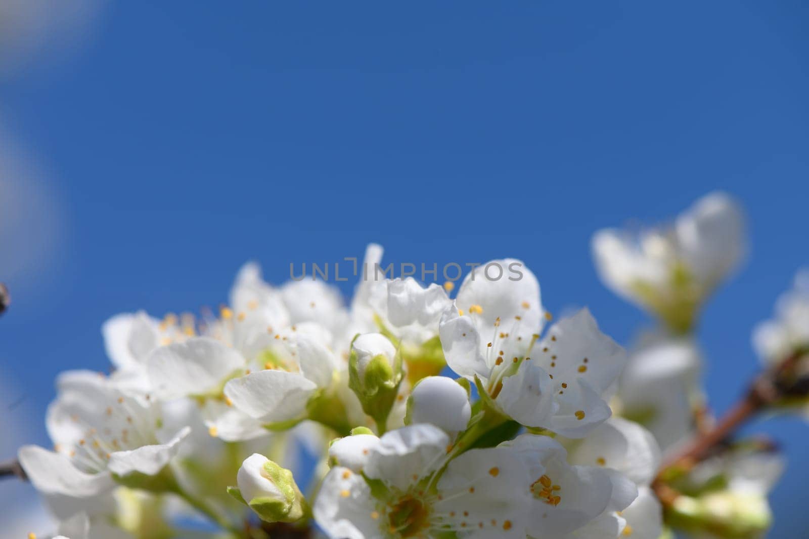 Delicate white blossoms burst forth in full bloom, set against a clear blue sky, symbolizing spring's joyful arrival.