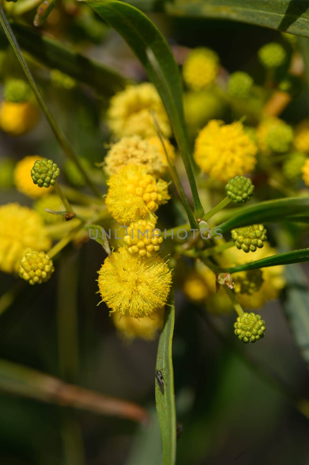 Bright yellow flowers burst with life, nestled among lush green leaves, creating a stunning display of color in nature.