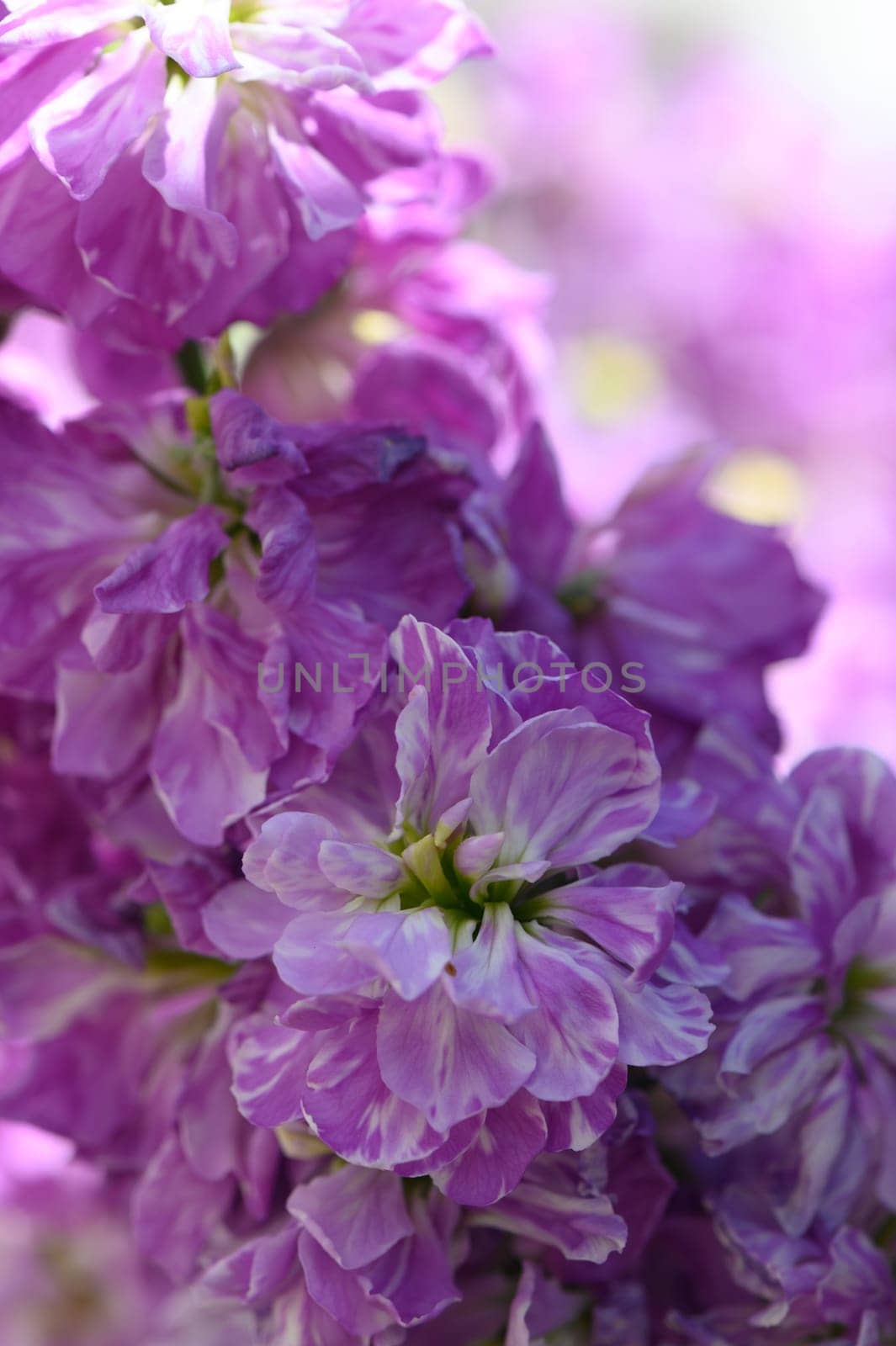 Lush clusters of delicate purple flowers bloom vibrantly, filling the air with tranquility during a sunny spring day.