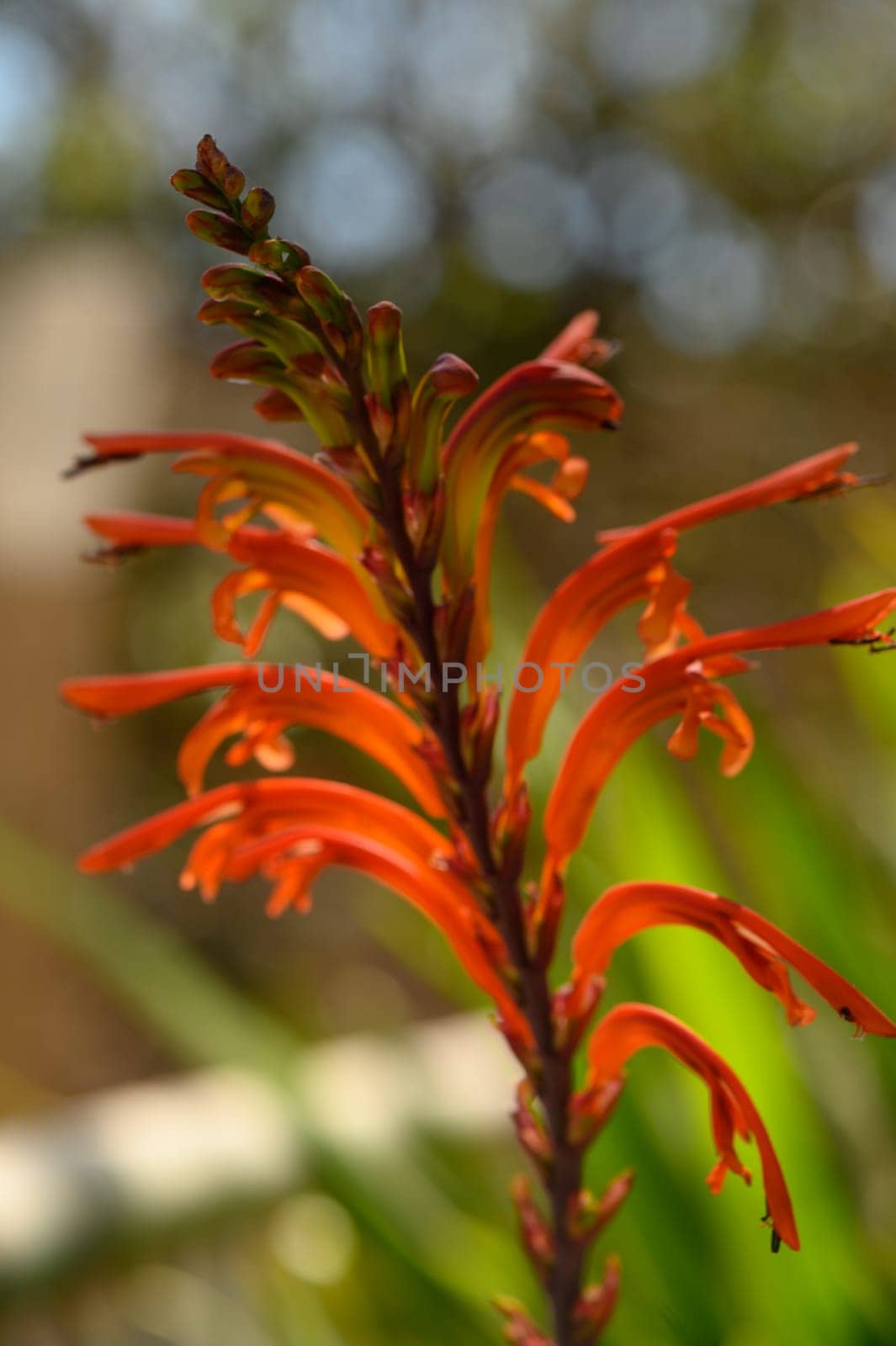 Orange petals gracefully reach for the sky, illuminated by sunlight in a lively garden filled with greenery.