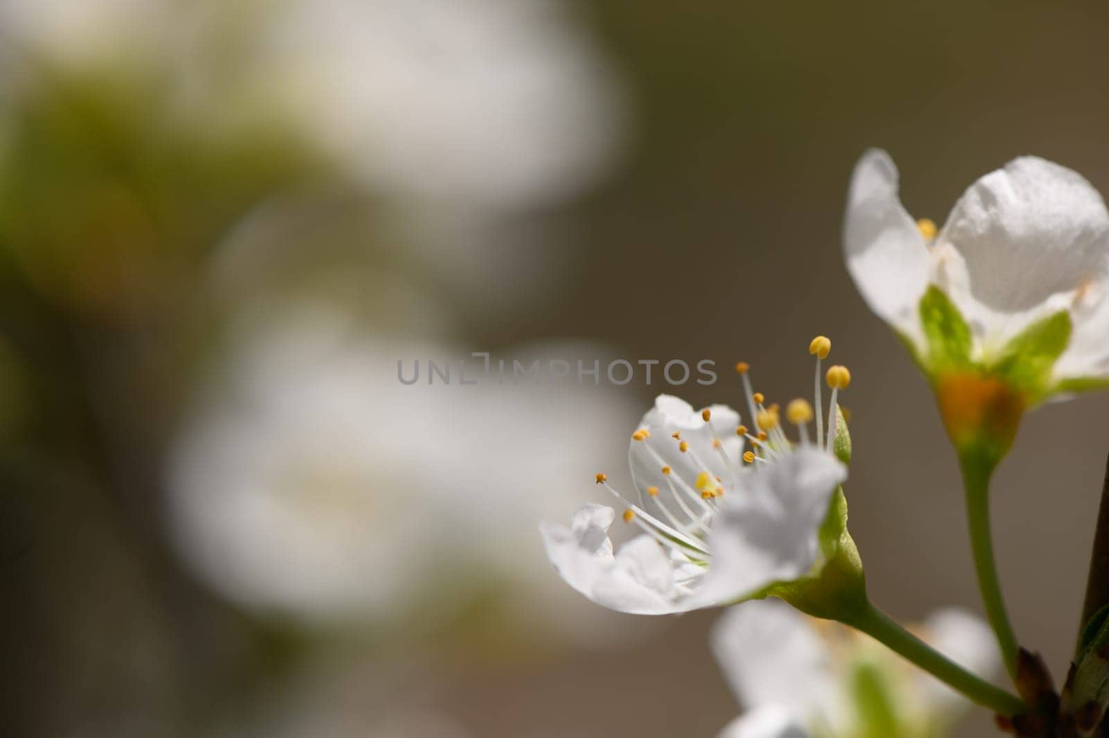 Delicate white petals open to the light, showcasing vibrant stamens in a tranquil garden filled with blooms.