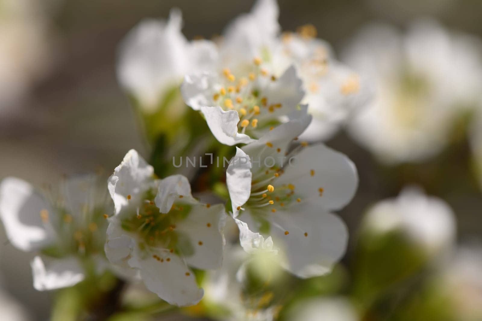 Delicate white blossoms bloom brightly, surrounded by lush green leaves, capturing the essence of spring's arrival.