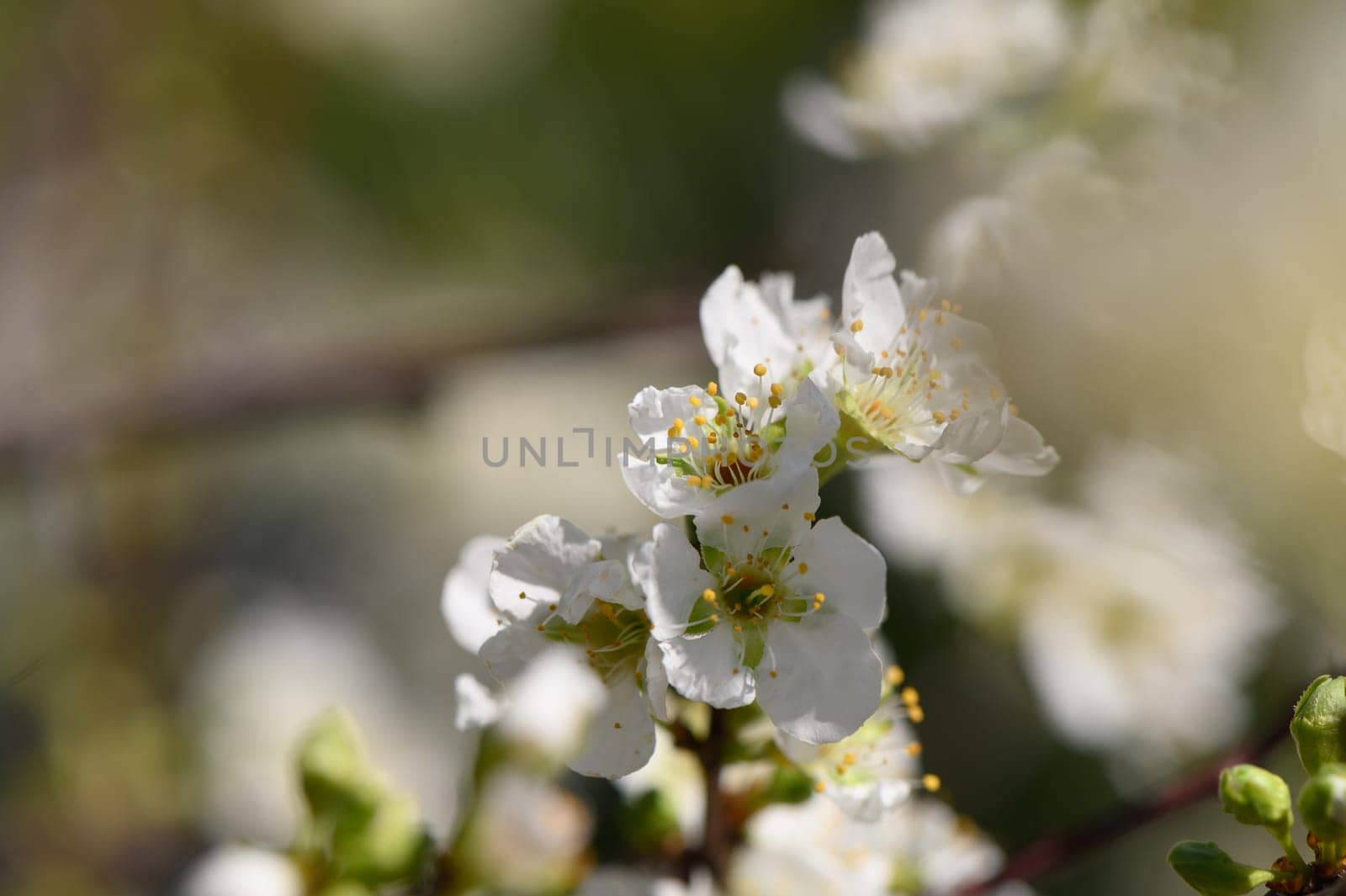 Delicate white blossoms burst into bloom, basking in gentle sunlight within a peaceful garden ambiance.
