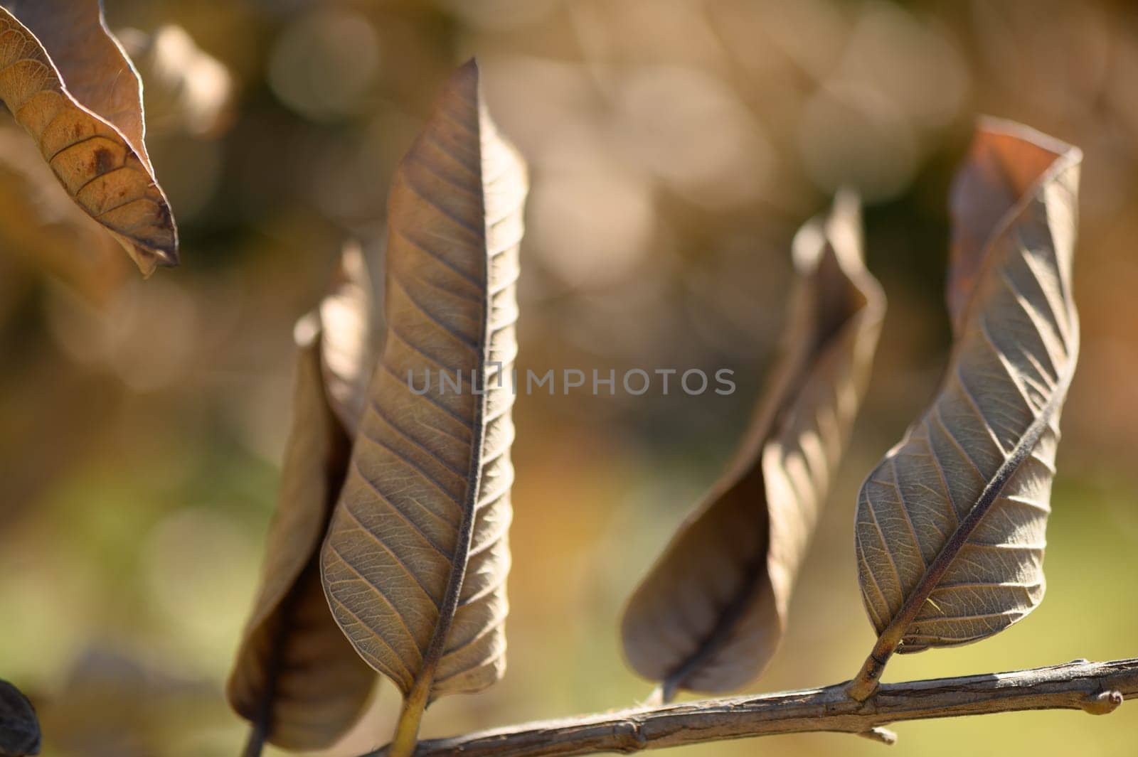 Dried leaves rest on branches, showcasing vibrant autumn hues under soft sunlight filtering through the trees.