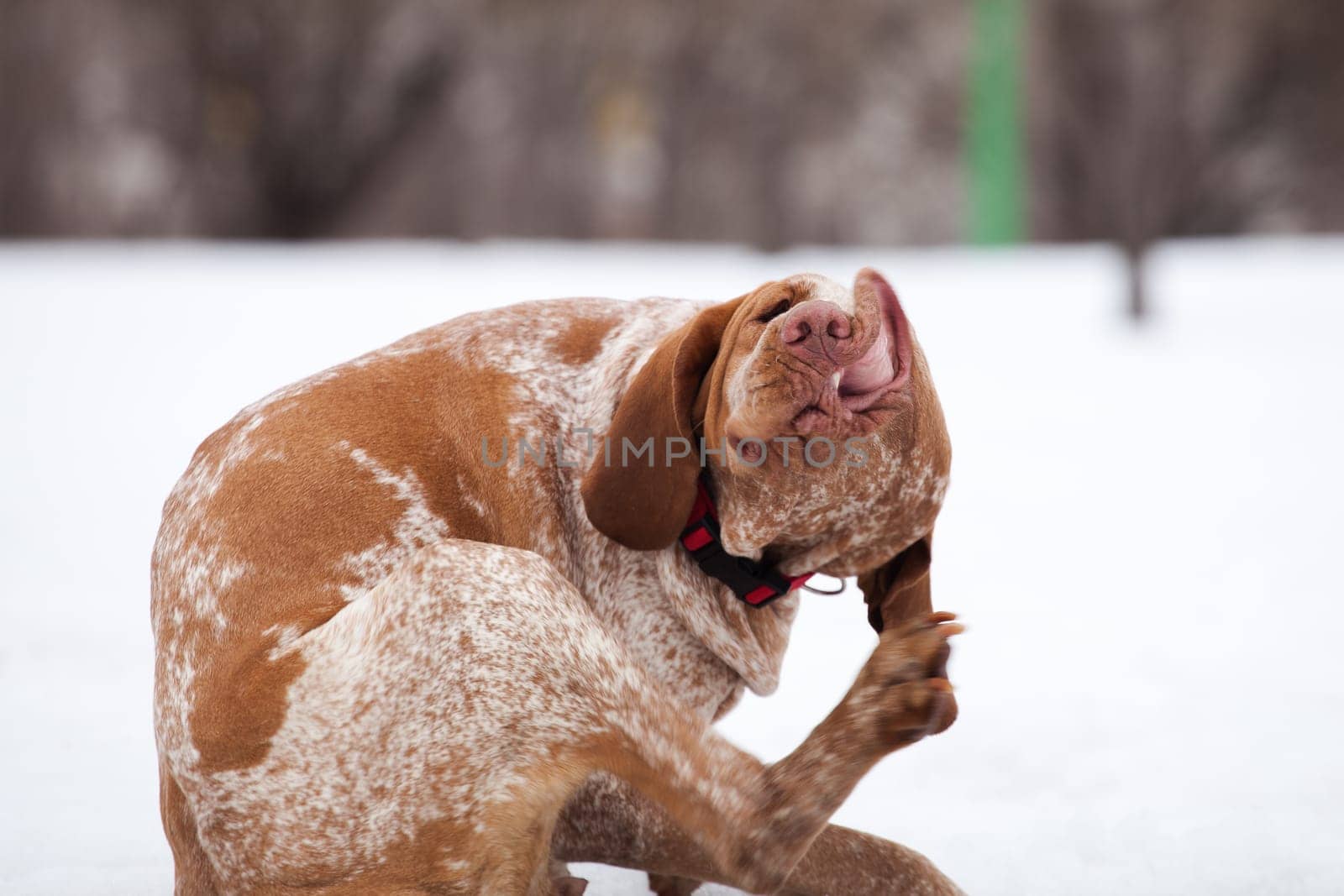 Funny brown spotted hunting dog of italian bracque breed sitting in the winter and scratching its nose