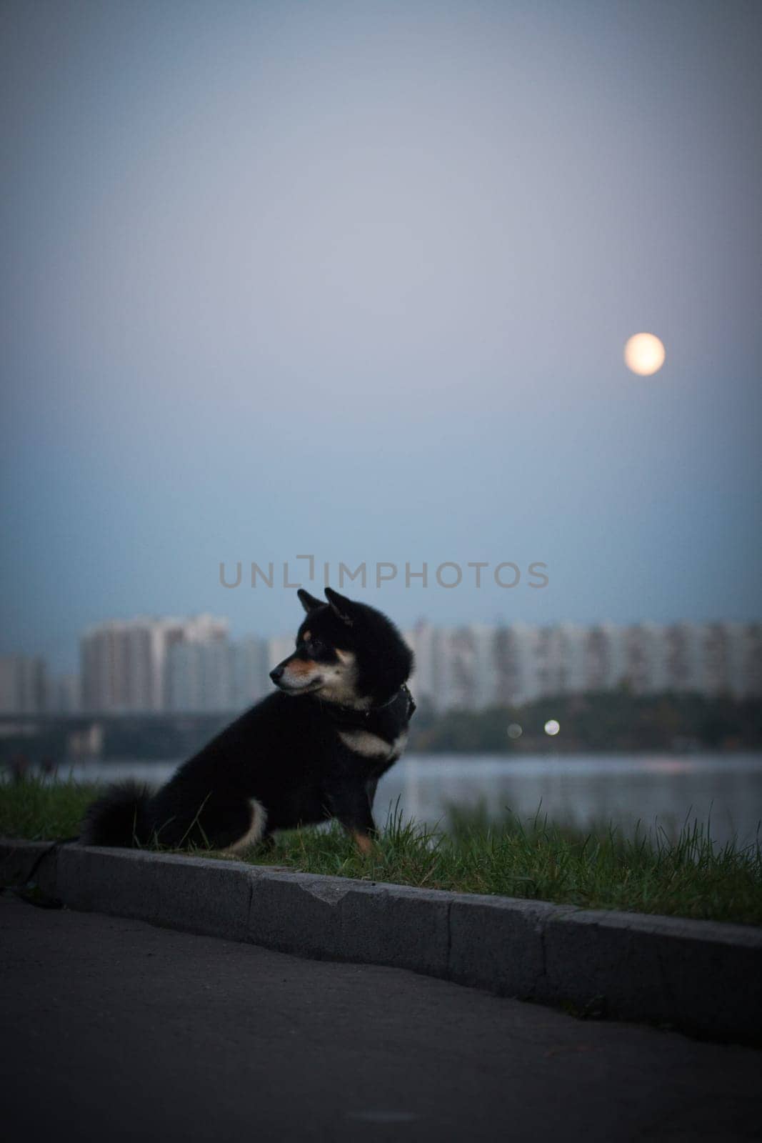 The black dog of the Japanese national breed Shiba Inu sits on the embankment outdoors during the evening walk