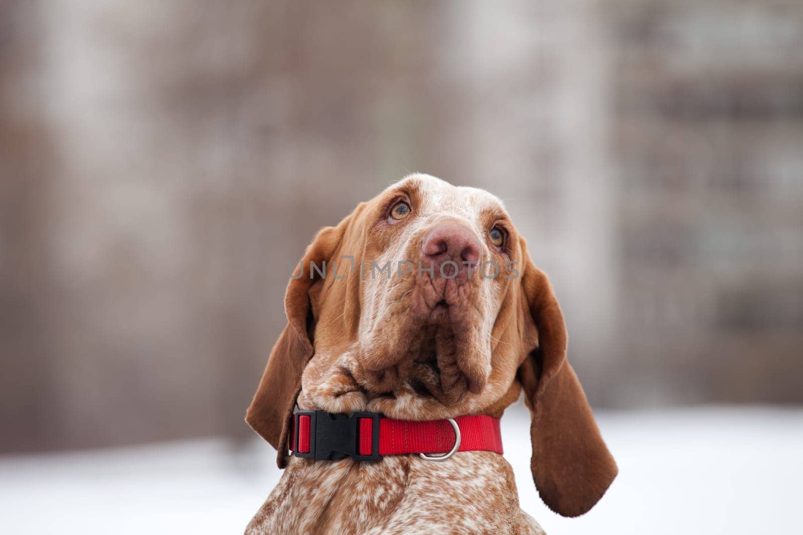 Portrait of a red-haired funny dog of italian bracque breed in winter outdoors upside down nose