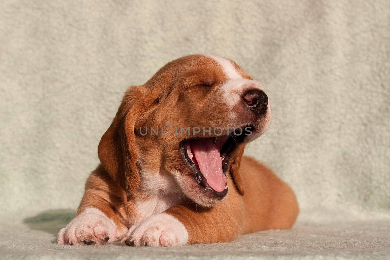 Photo of a white and red basset hound puppy indoors, yawning