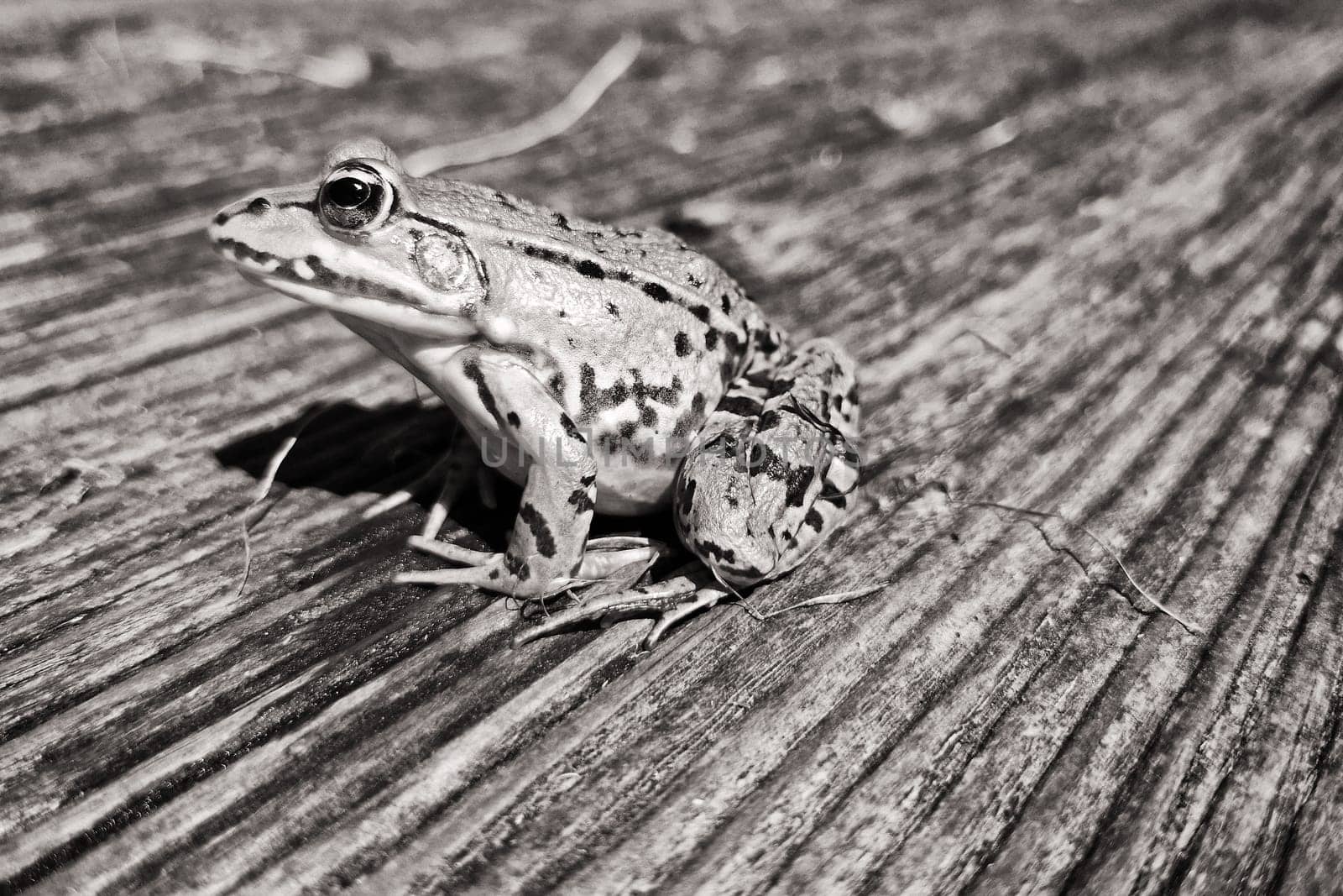 Pond frog, (Pelophylax kl. esculentus, Pelophylax “esculentus” or Rana “esculenta”)