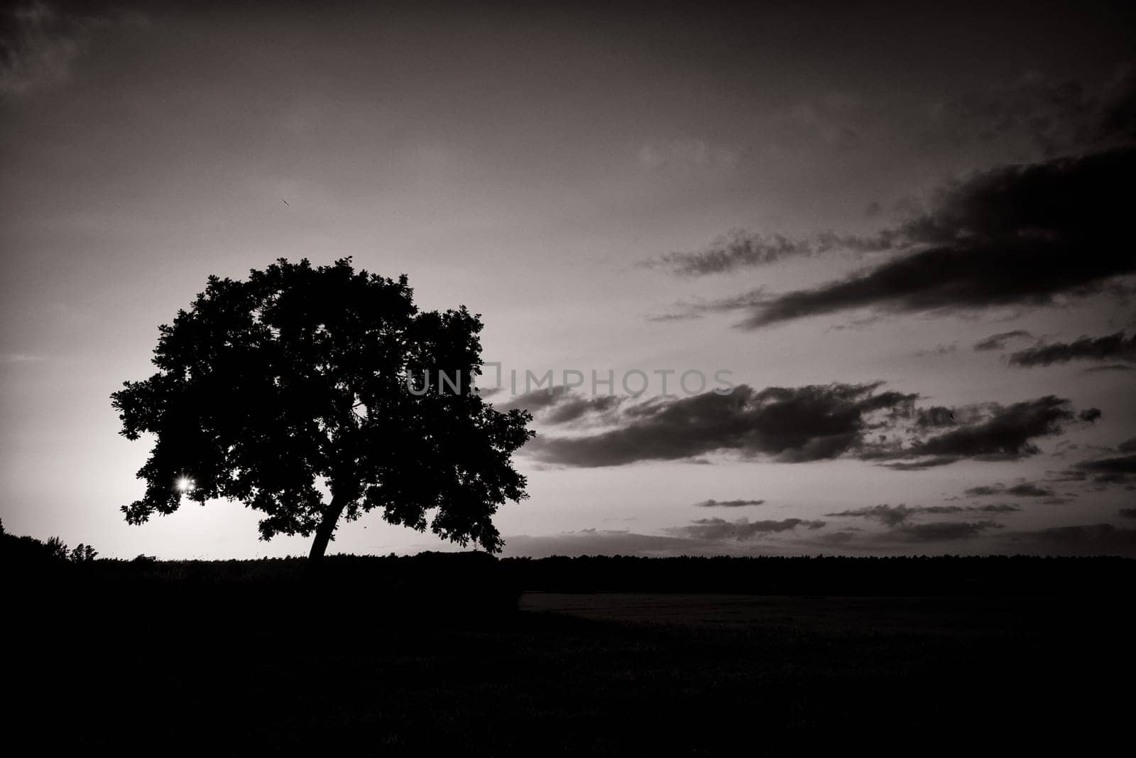 Oak tree at sunset, Fischland-Darß, Mecklenburg-Western Pomerania, Germany