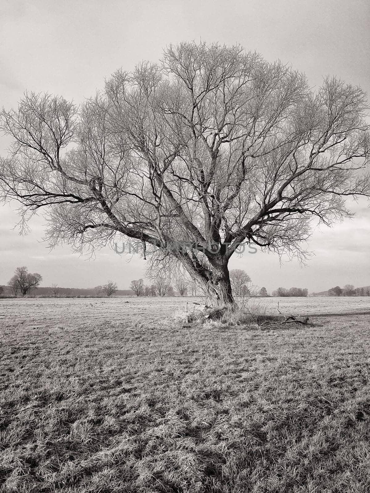 lonely tree in field in winter