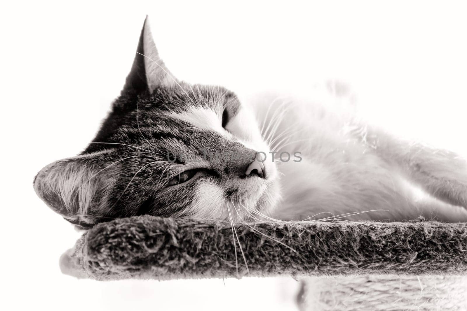 female domestic cat, European Shorthair