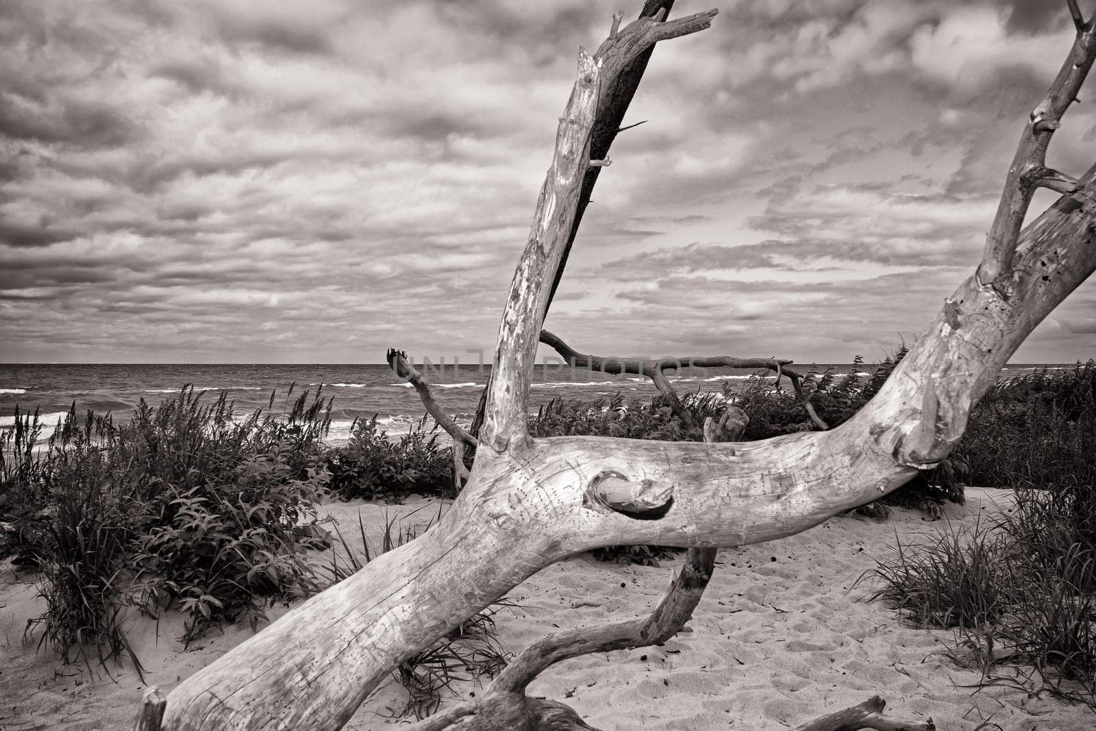 West beach of the Fischland-Darß peninsula near Ahrenshoop, Mecklenburg Baltic Sea coast, Mecklenburg-Western Pomerania, Germany