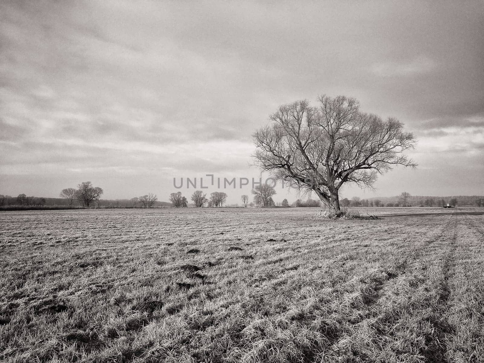 lonely tree in field in winter