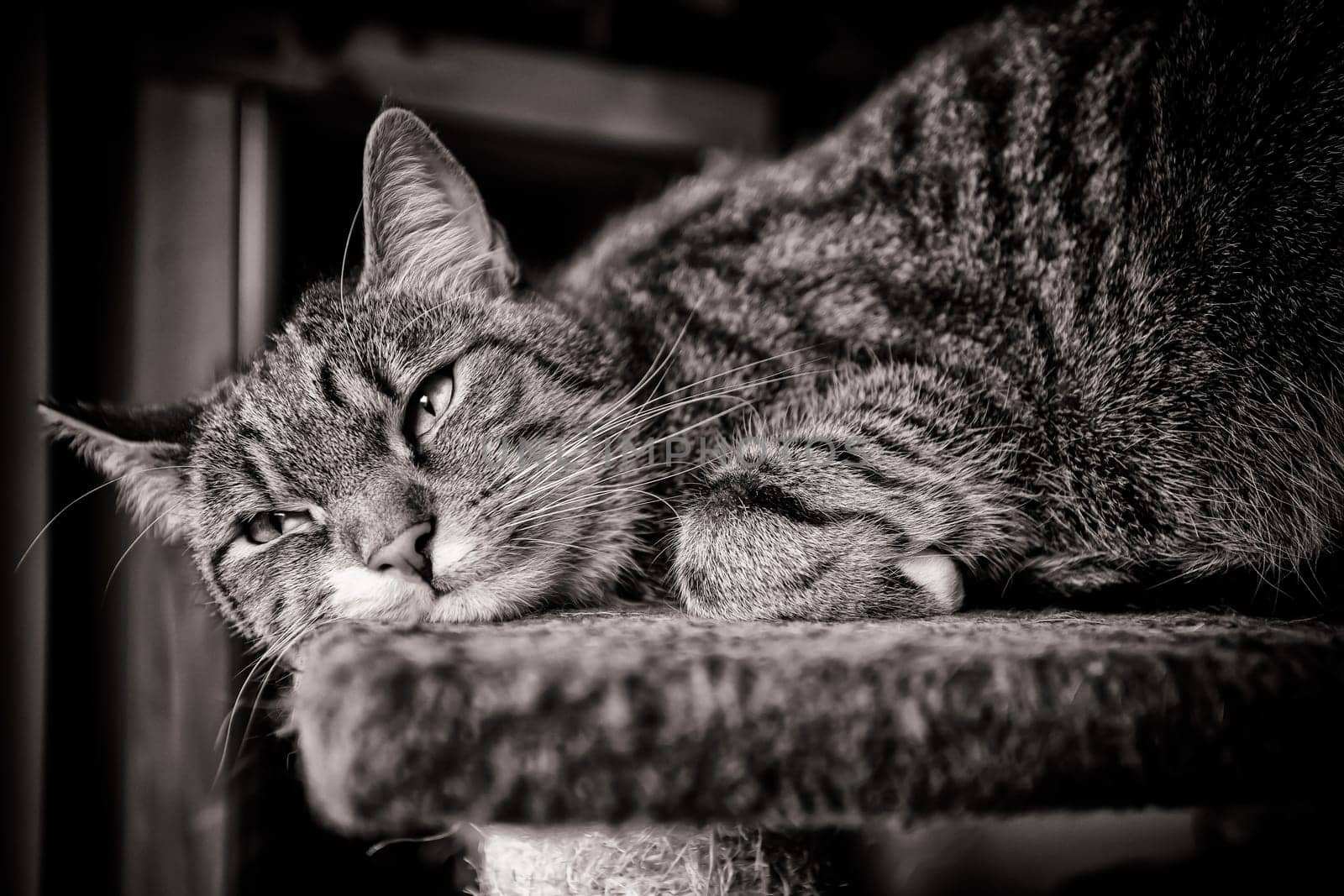 Domestic cat, European Shorthair
