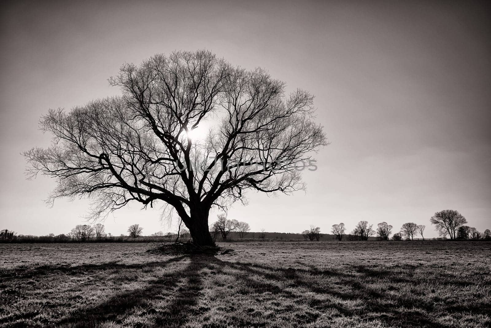 lonely tree in field in winter