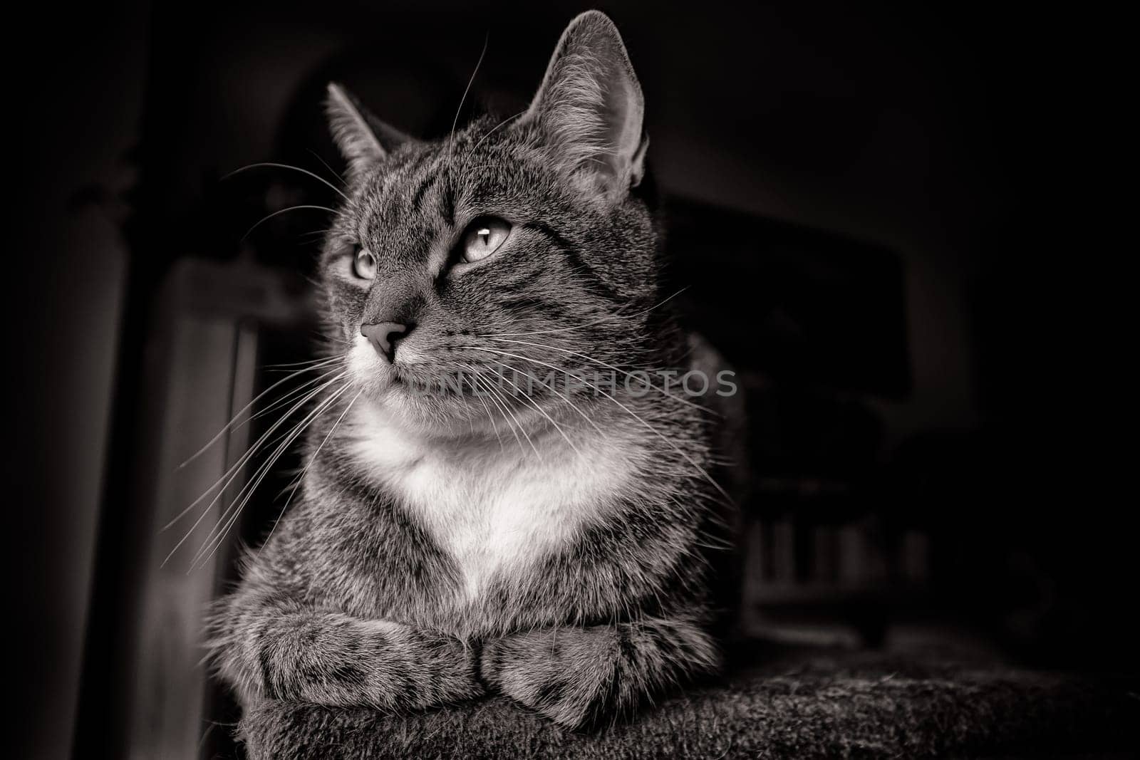 Domestic cat, European Shorthair