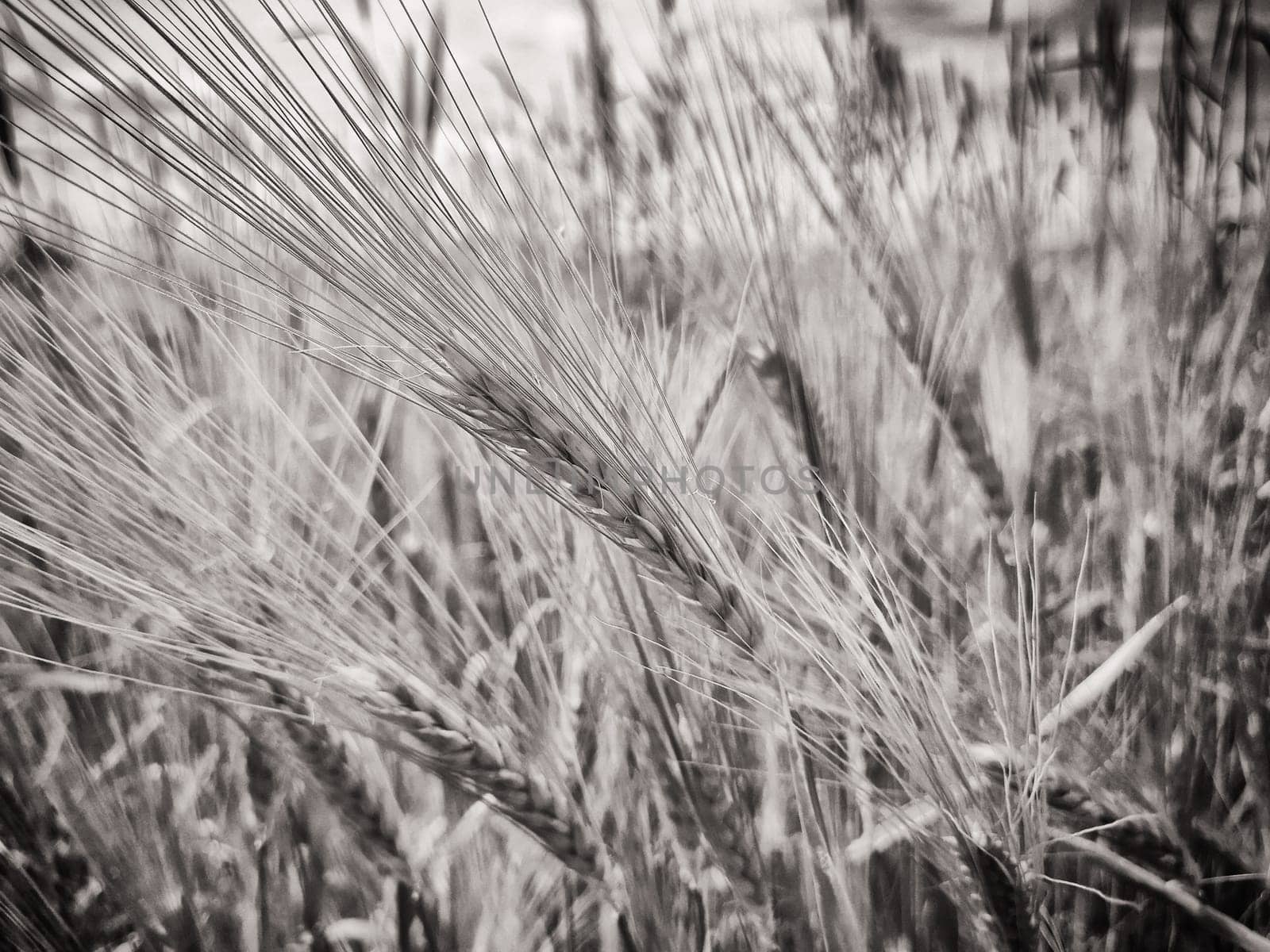 Barley field in Brandenburg, Germany